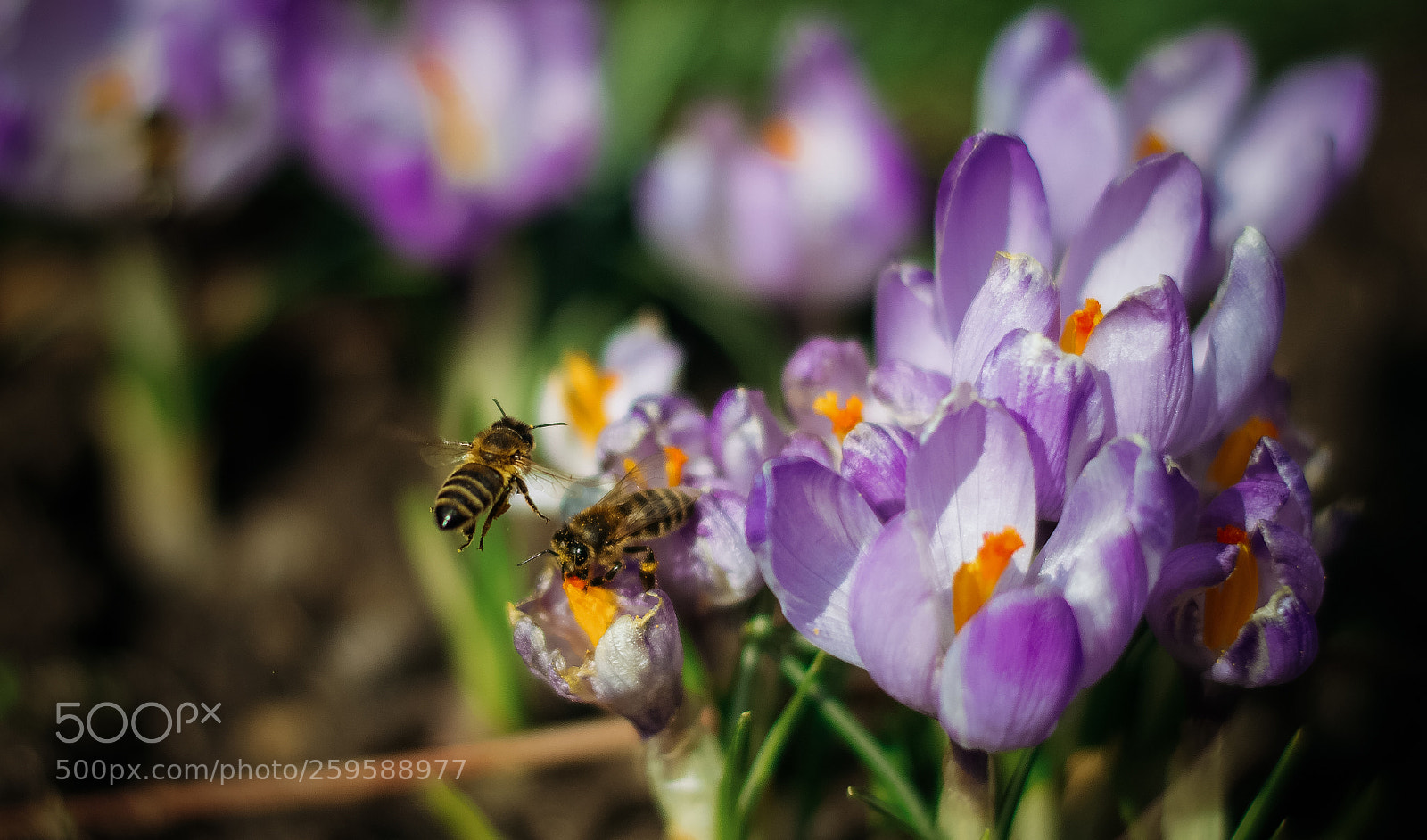 Nikon D3200 sample photo. .spring. photography