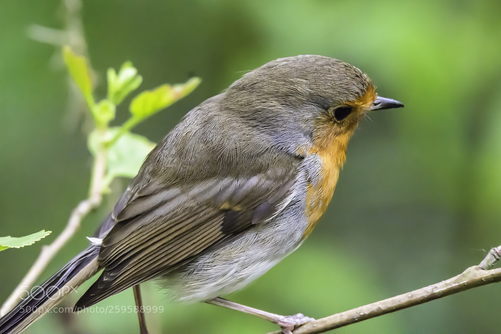Nikon D7200 sample photo. Robin close up photography