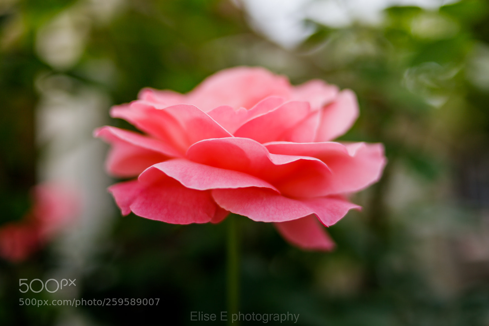 Canon EOS 6D Mark II sample photo. Untitled photography