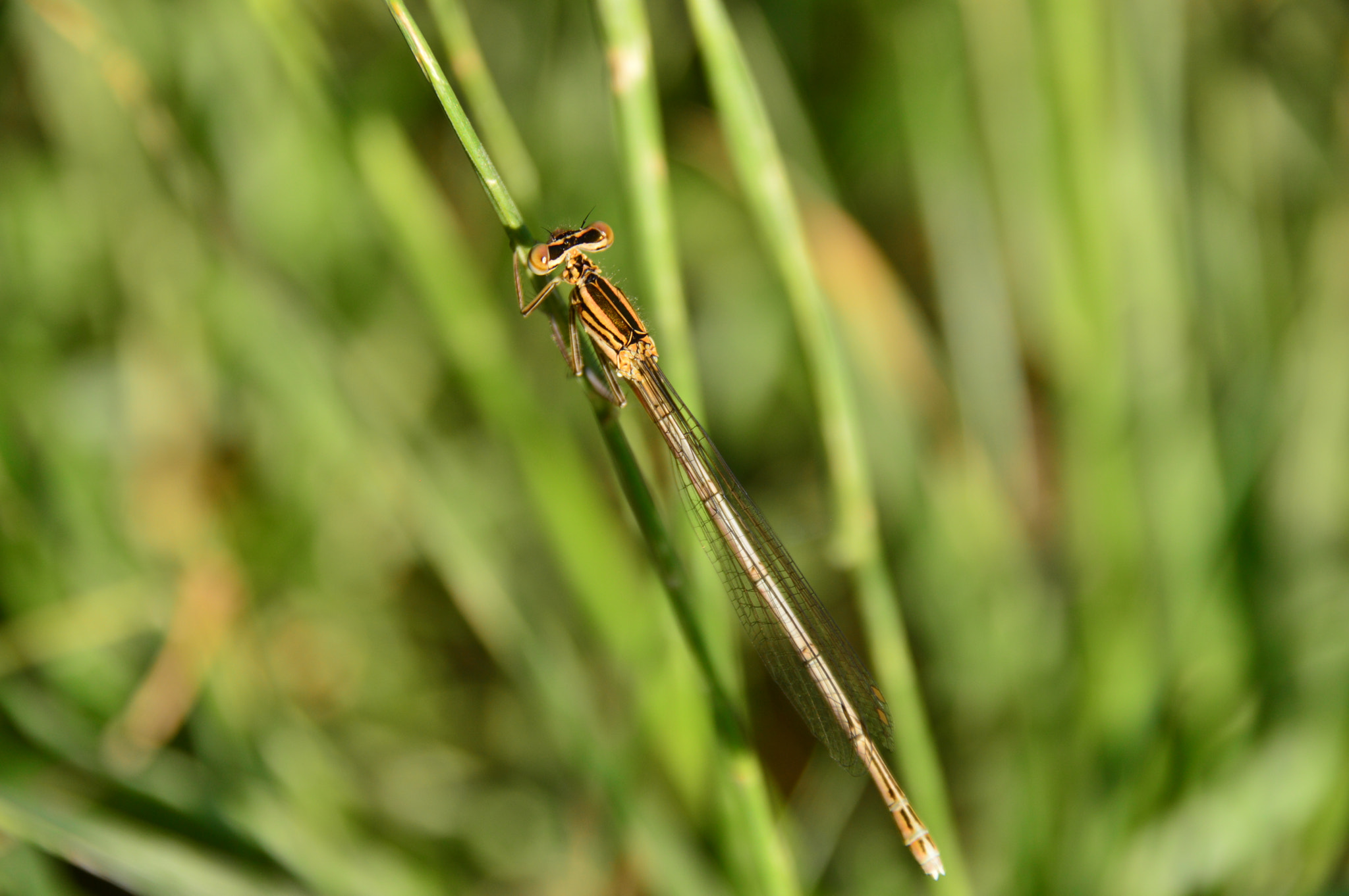 Nikon D3200 + Sigma 18-250mm F3.5-6.3 DC Macro OS HSM sample photo. Resting dragonfly photography