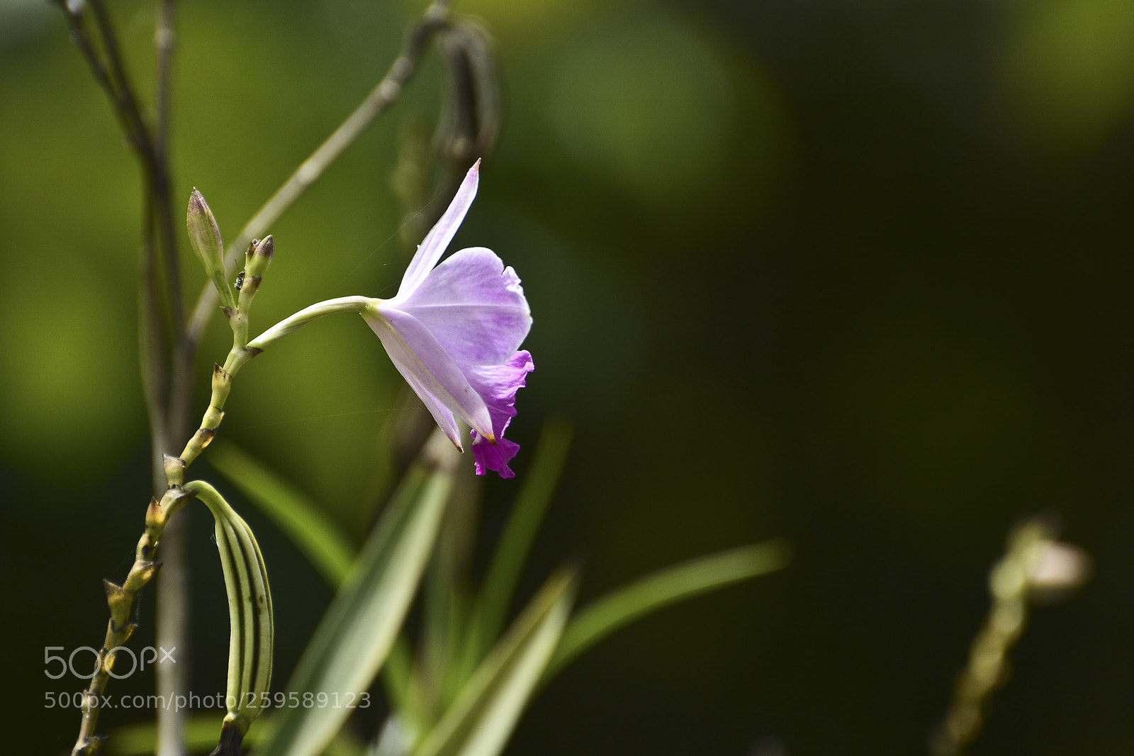 Nikon D7100 sample photo. Singela. photography