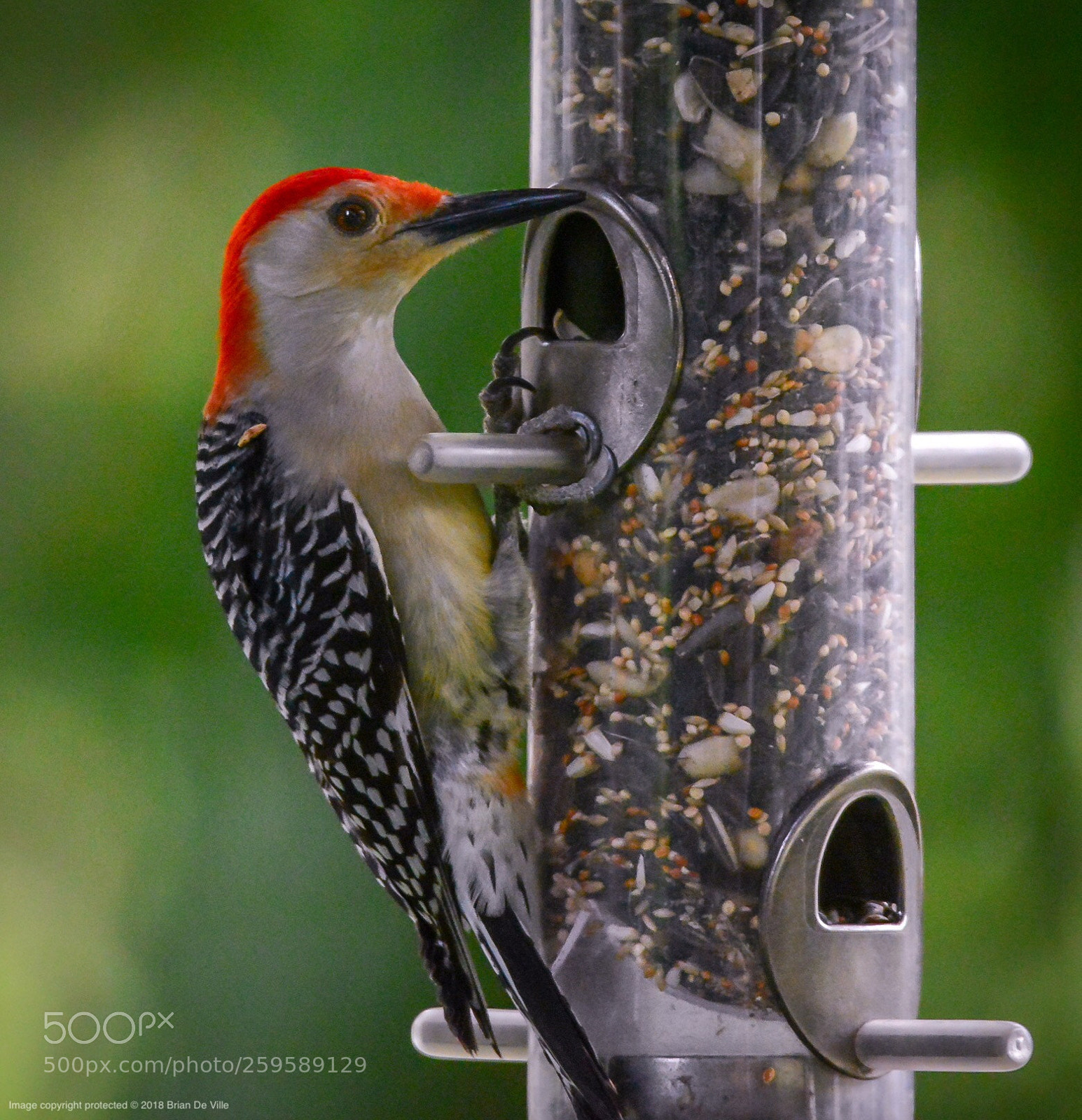 Nikon D7100 sample photo. Red-bellied woodpecker, male photography