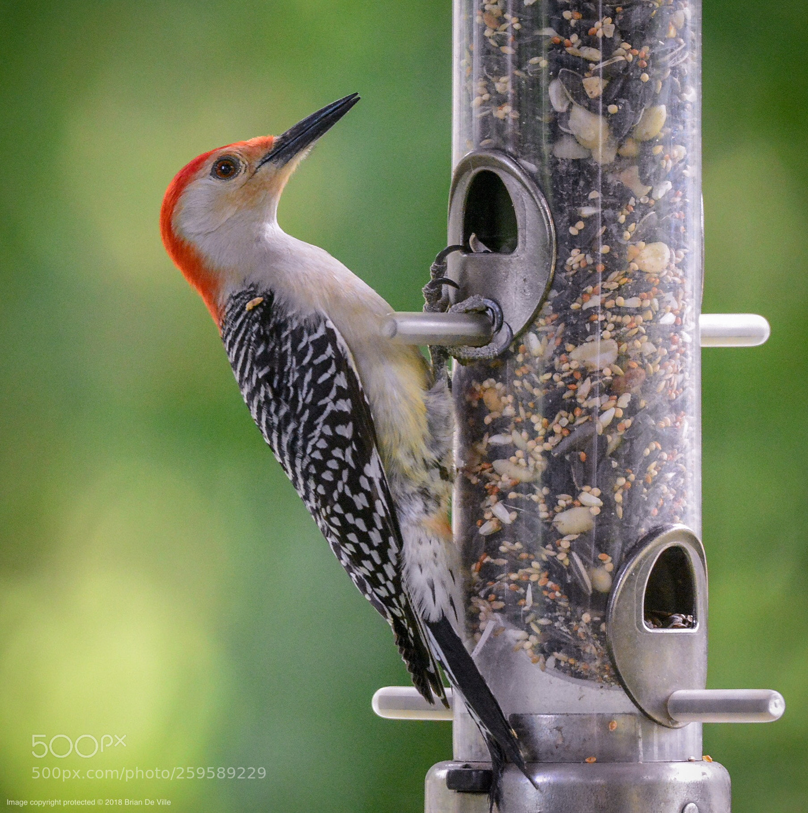 Nikon D7100 sample photo. Red-bellied woodpecker, male photography