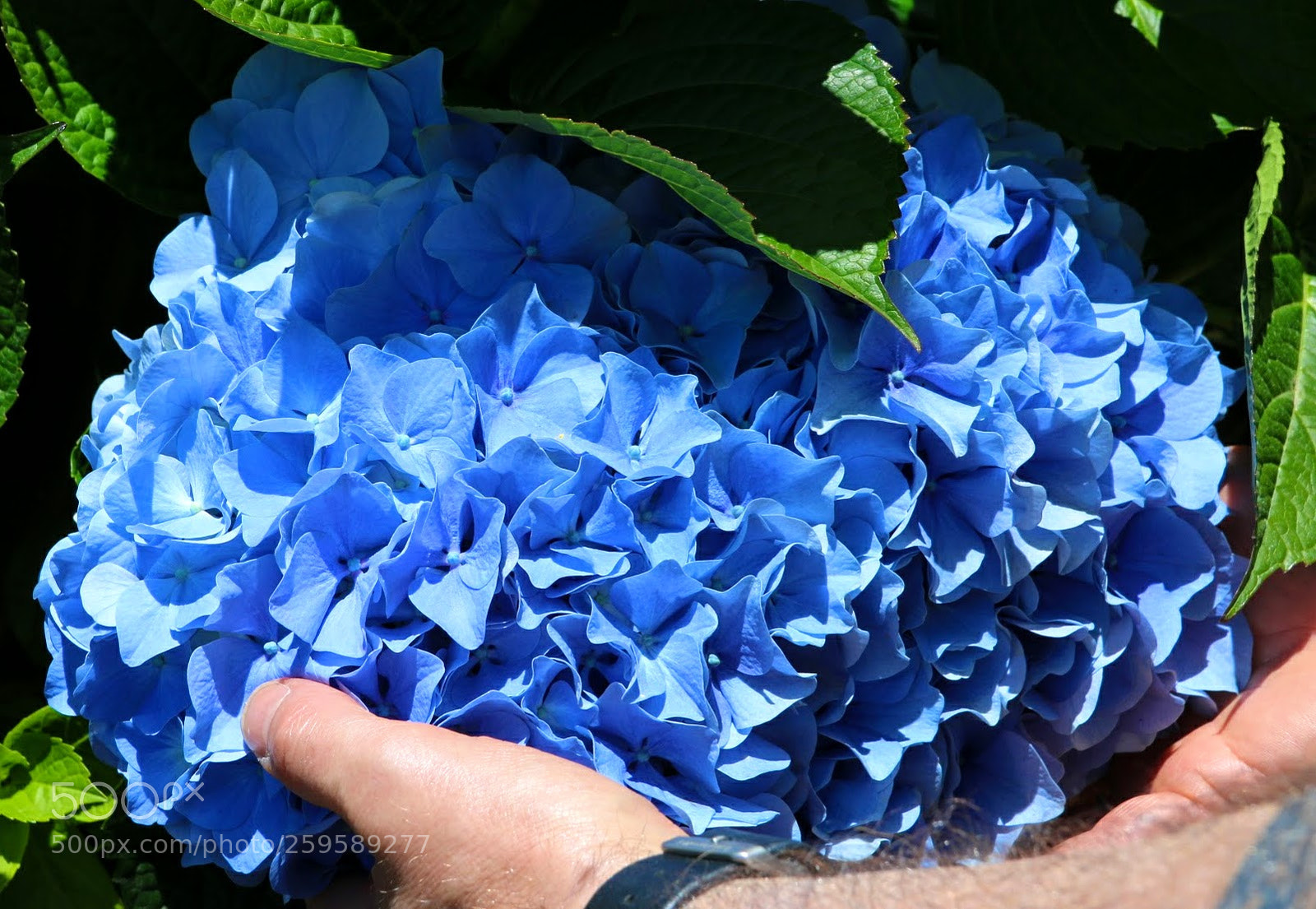 Canon EF-S 18-135mm F3.5-5.6 IS sample photo. Hortensie photography