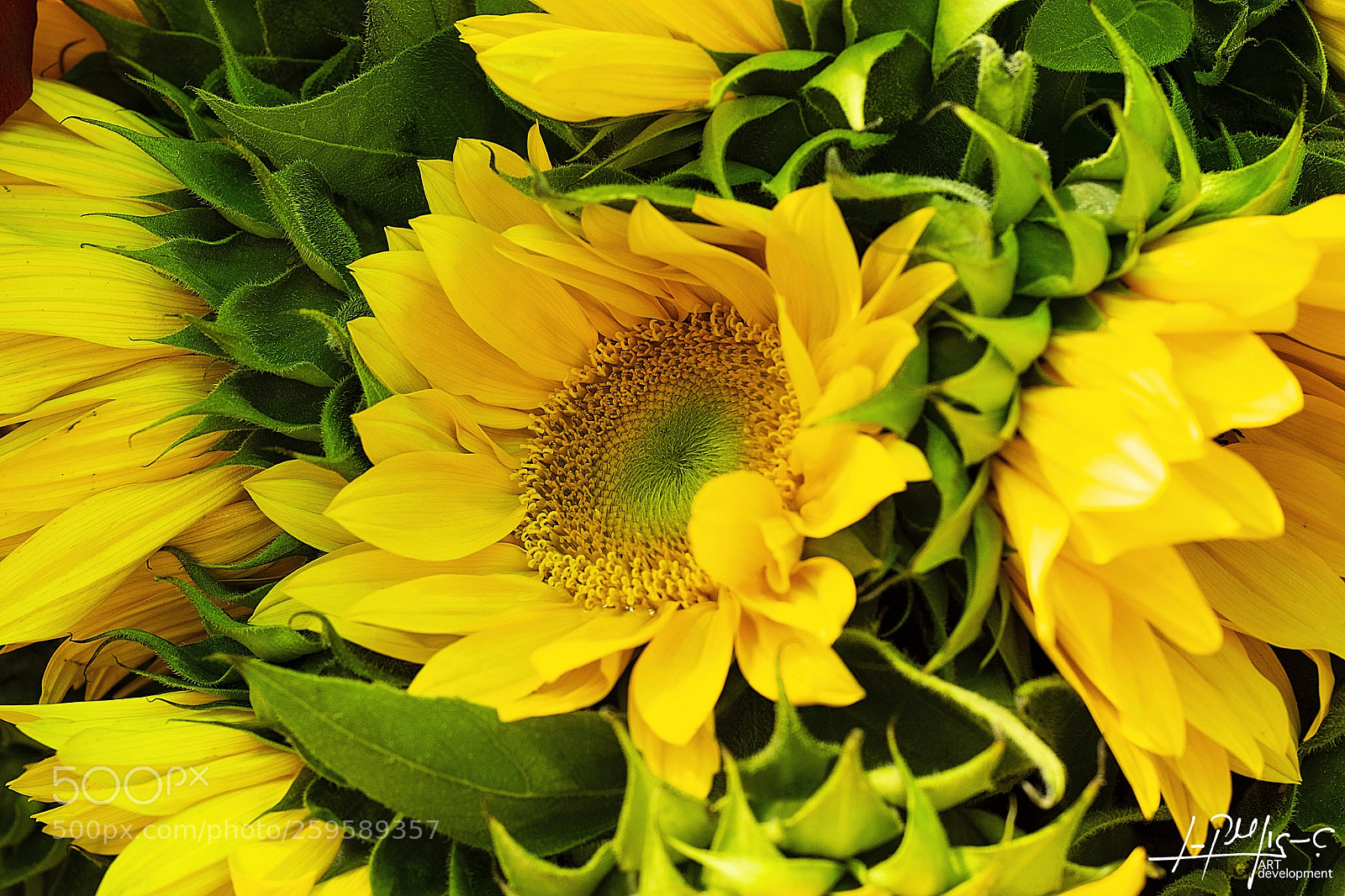 Nikon D5600 sample photo. Girasoles en guatemala photography