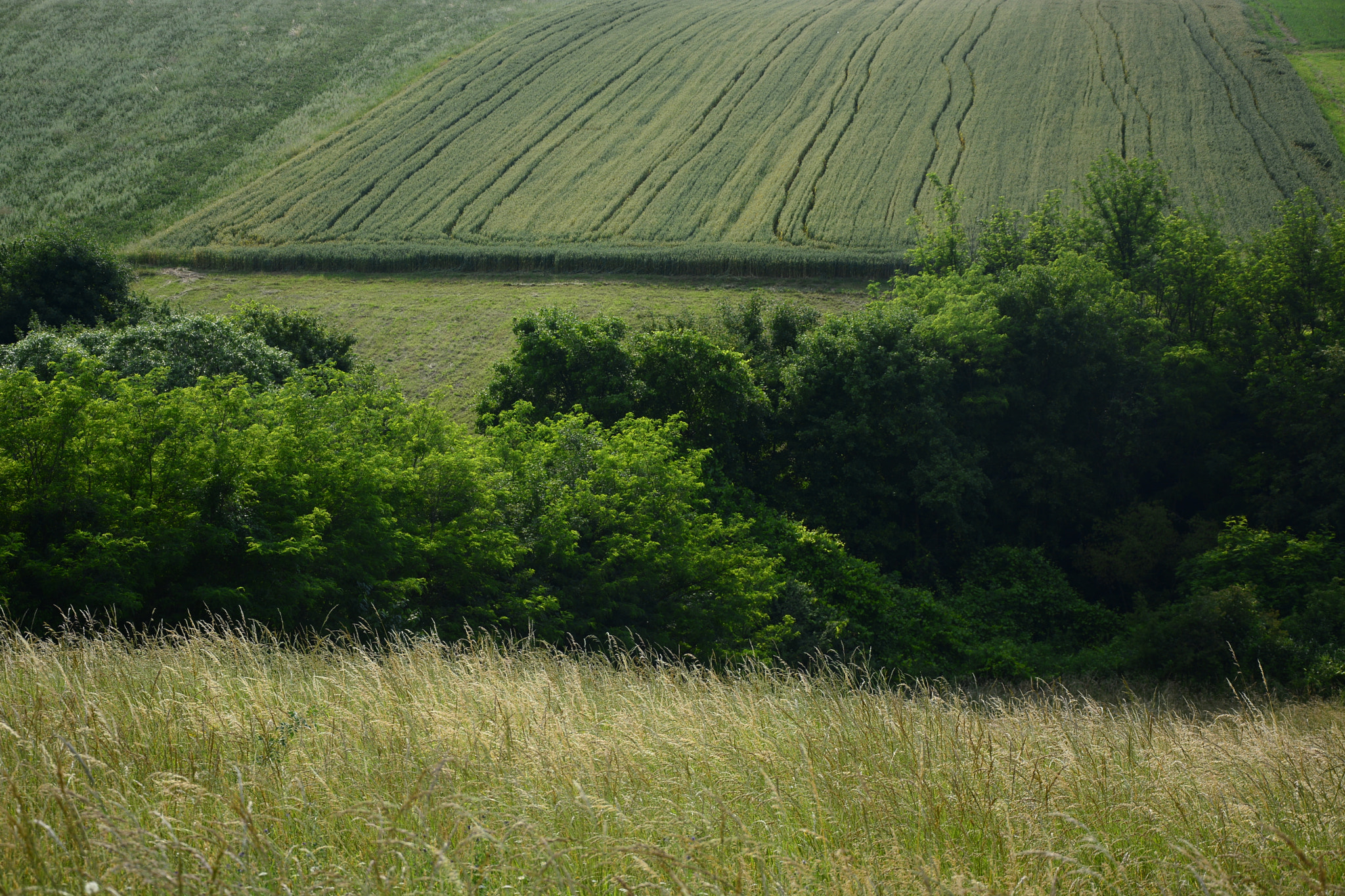 Nikon D7100 sample photo. Green field meadow photography