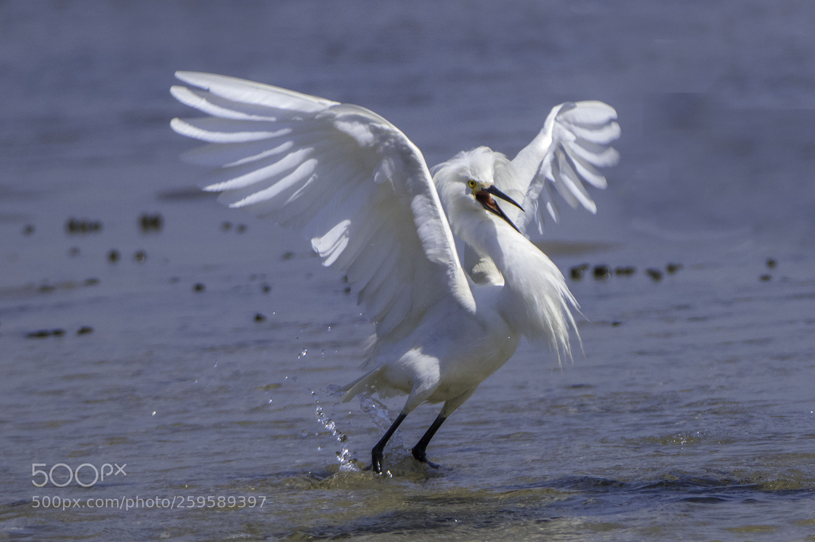 Canon EOS 80D sample photo. Snowy egret dancing photography