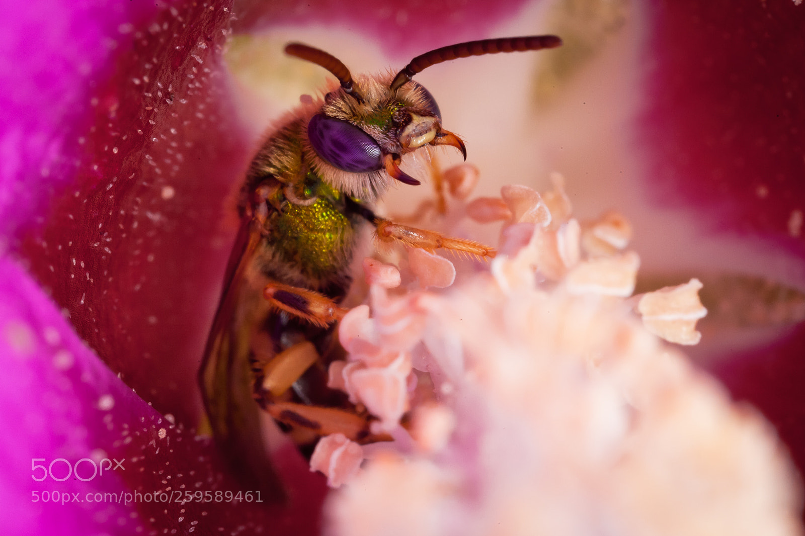 Canon EOS 5D Mark II sample photo. Metallic bee photography
