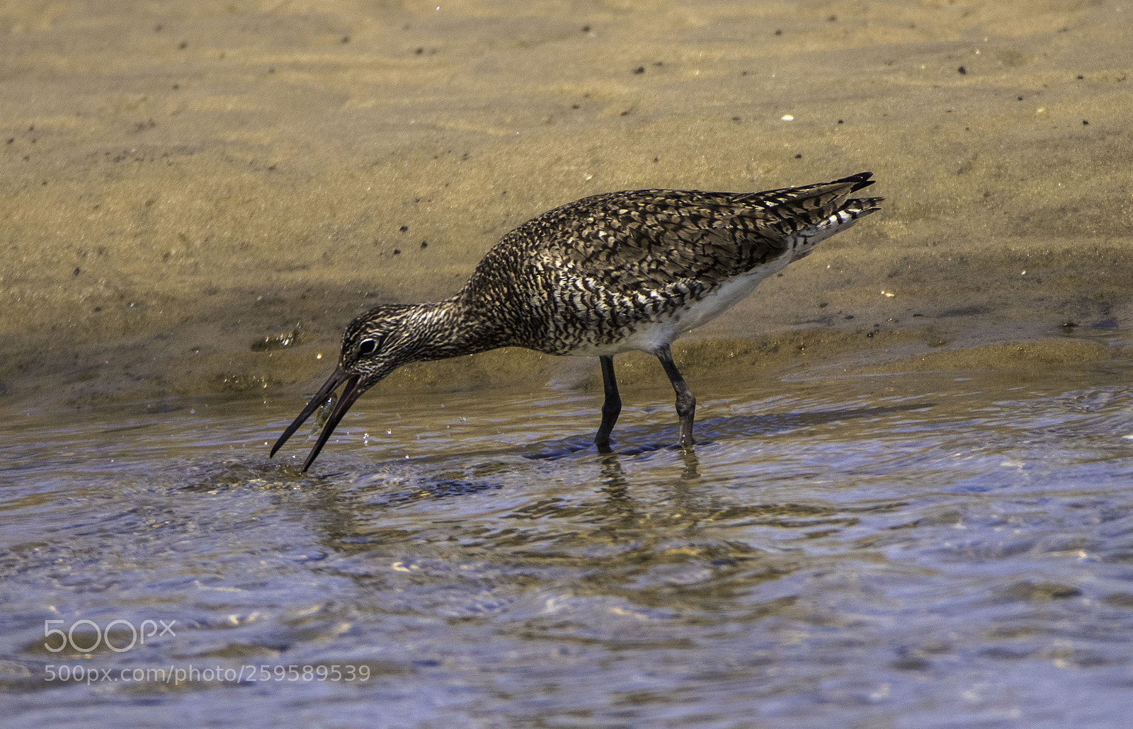 Canon EOS 80D sample photo. Willet with food photography