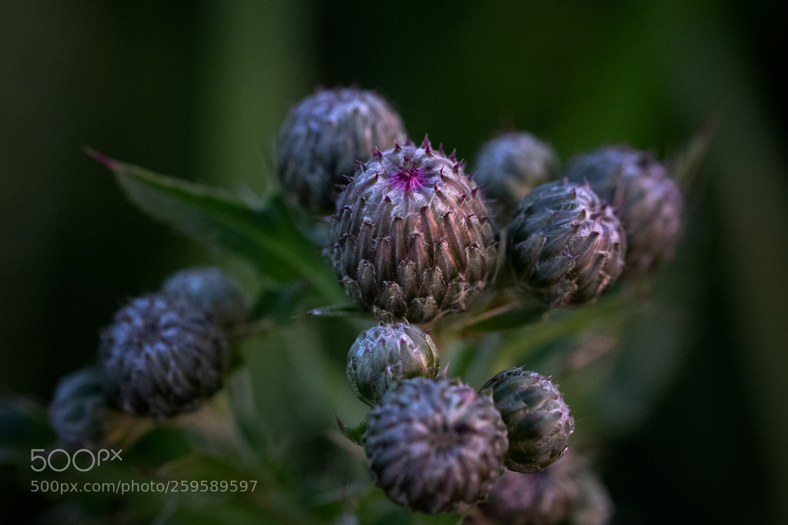 Fujifilm X-T2 sample photo. Flower bud photography