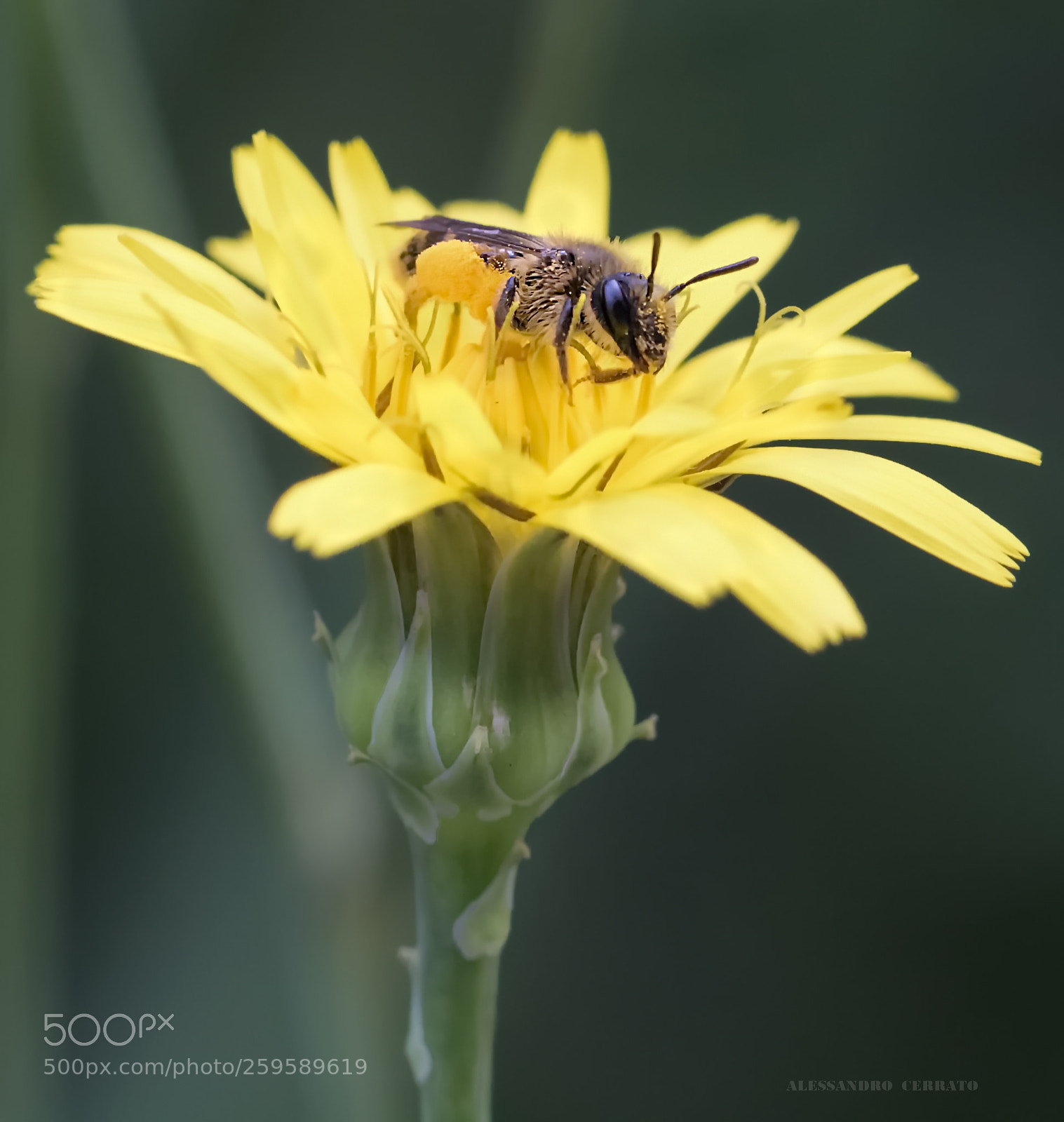 Canon EOS 760D (EOS Rebel T6s / EOS 8000D) sample photo. Flower with bee photography