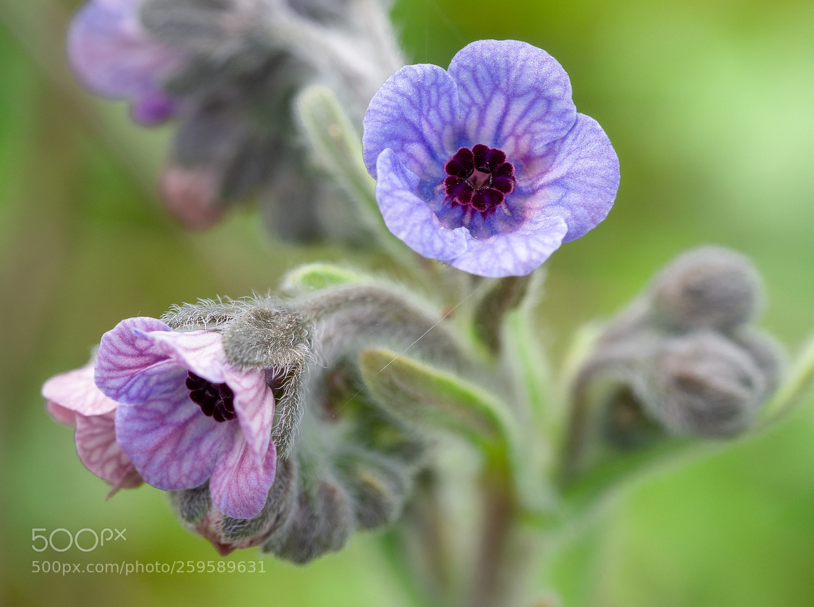 Olympus OM-D E-M10 II sample photo. Purple life photography