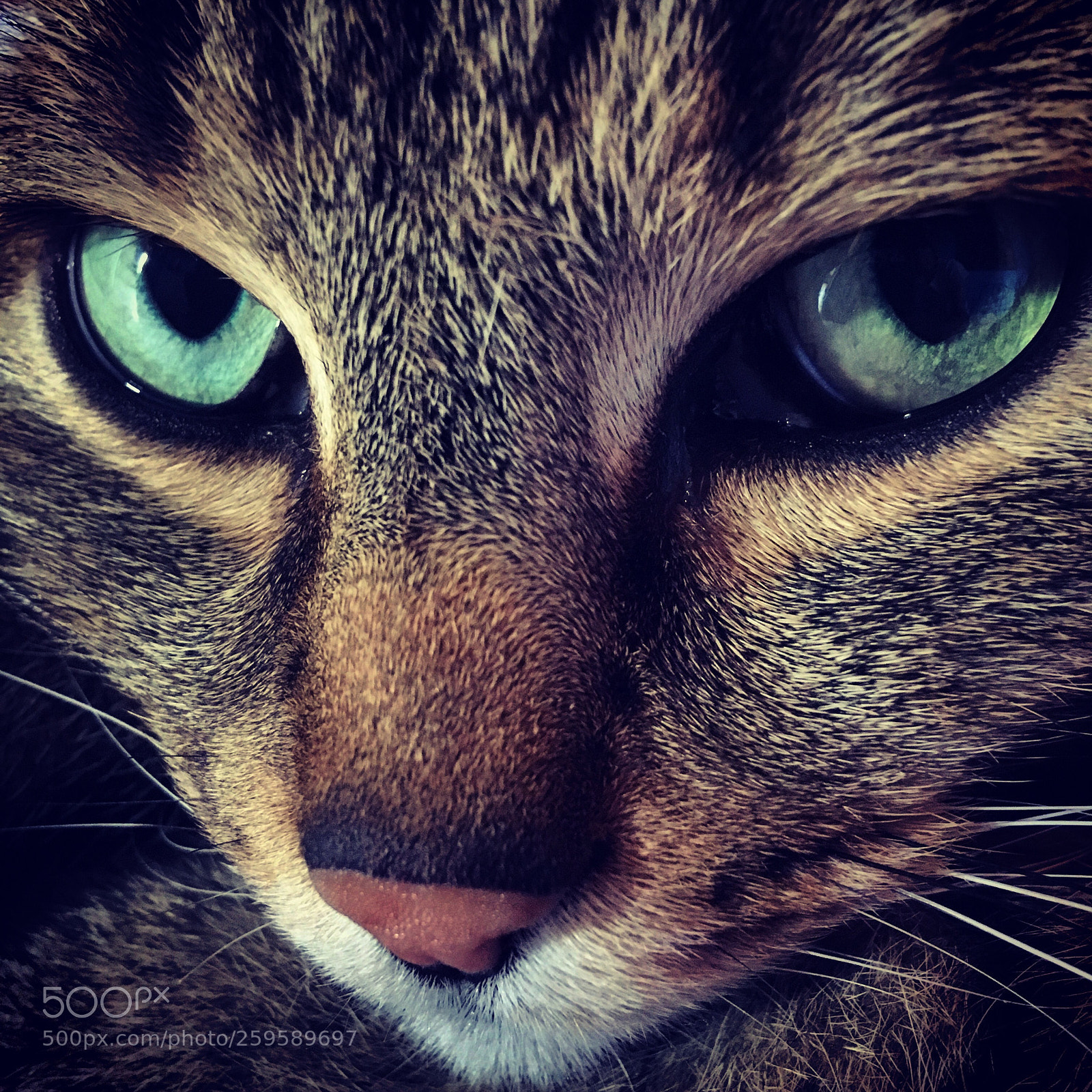 Apple iPhone SE sample photo. Hungry cat on a photography