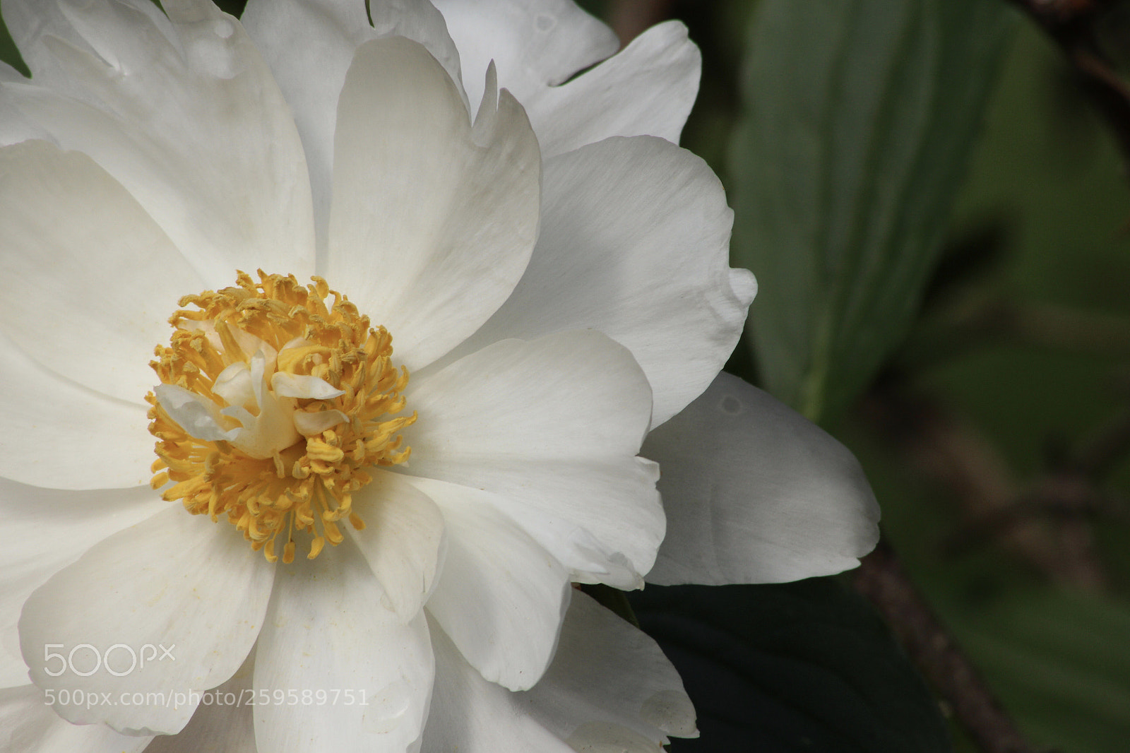 Canon EOS 700D (EOS Rebel T5i / EOS Kiss X7i) sample photo. Untitled photography