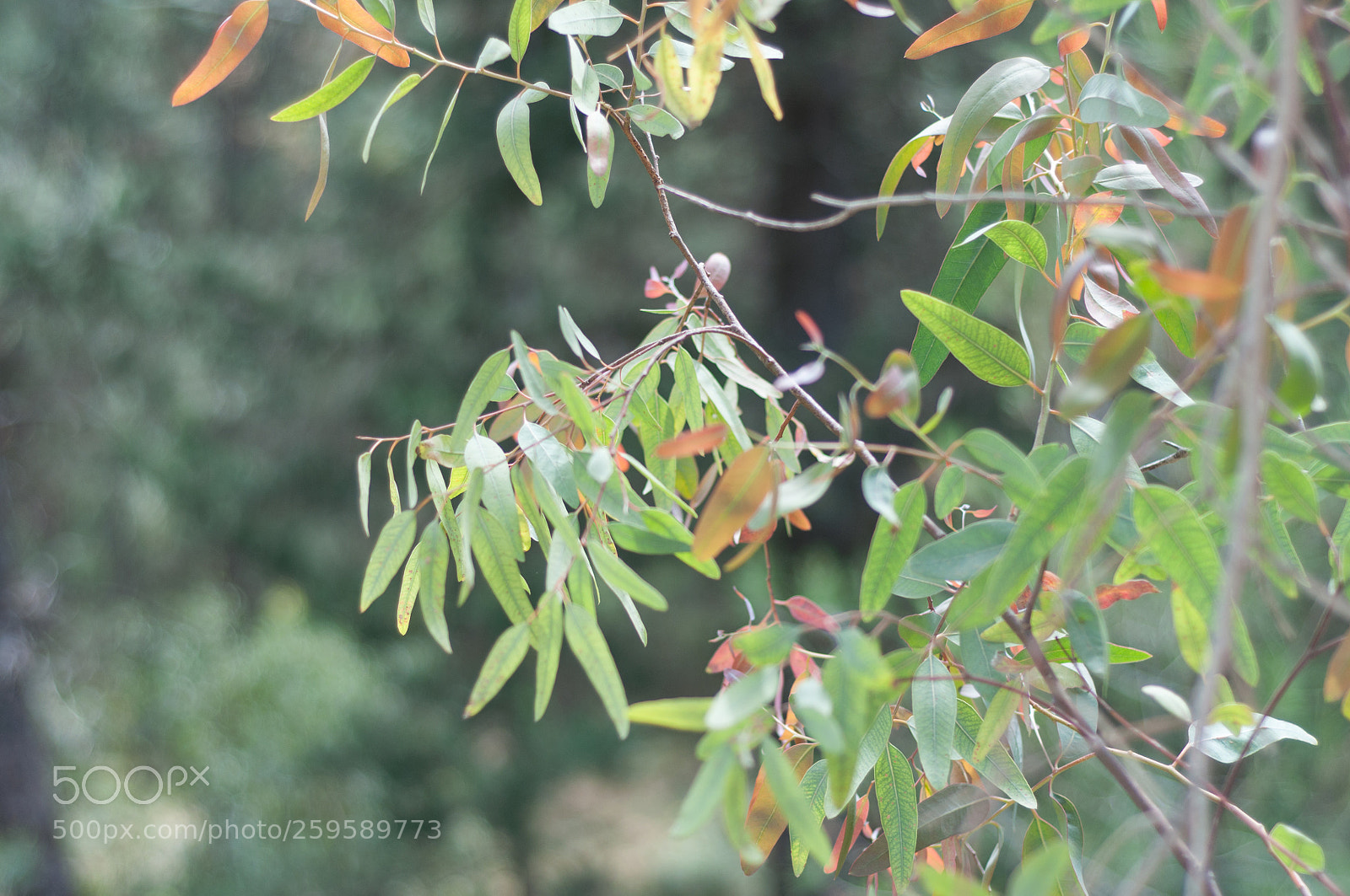 Nikon D90 sample photo. Into a botanical garden photography