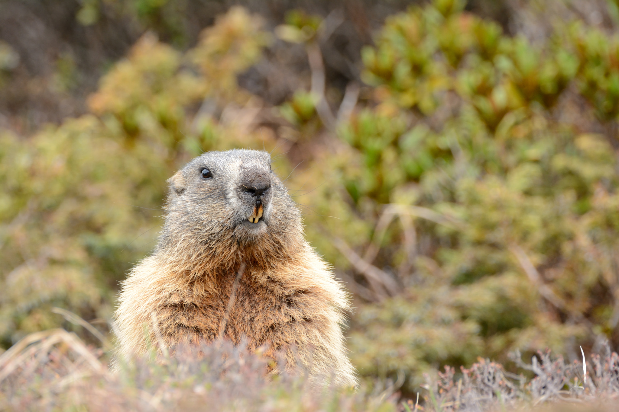 Nikon D7100 + Sigma 150-600mm F5-6.3 DG OS HSM | C sample photo. Marmotta photography