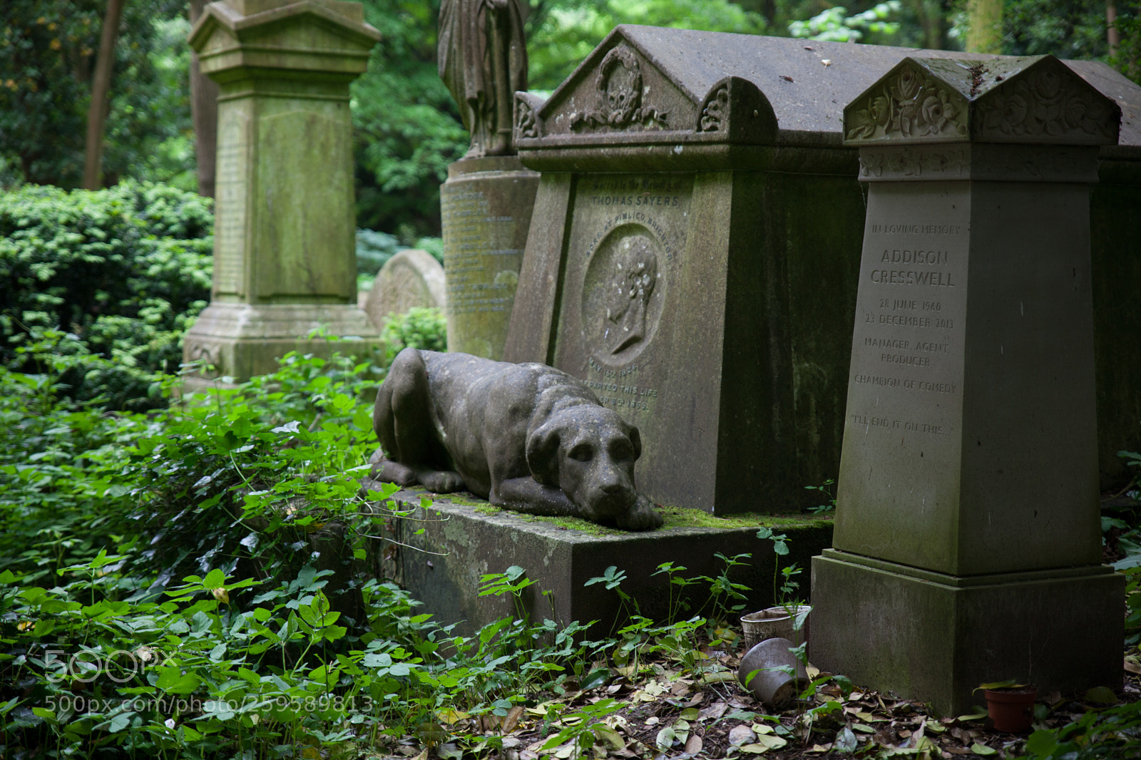 Canon EOS 5D Mark II sample photo. Dog photography