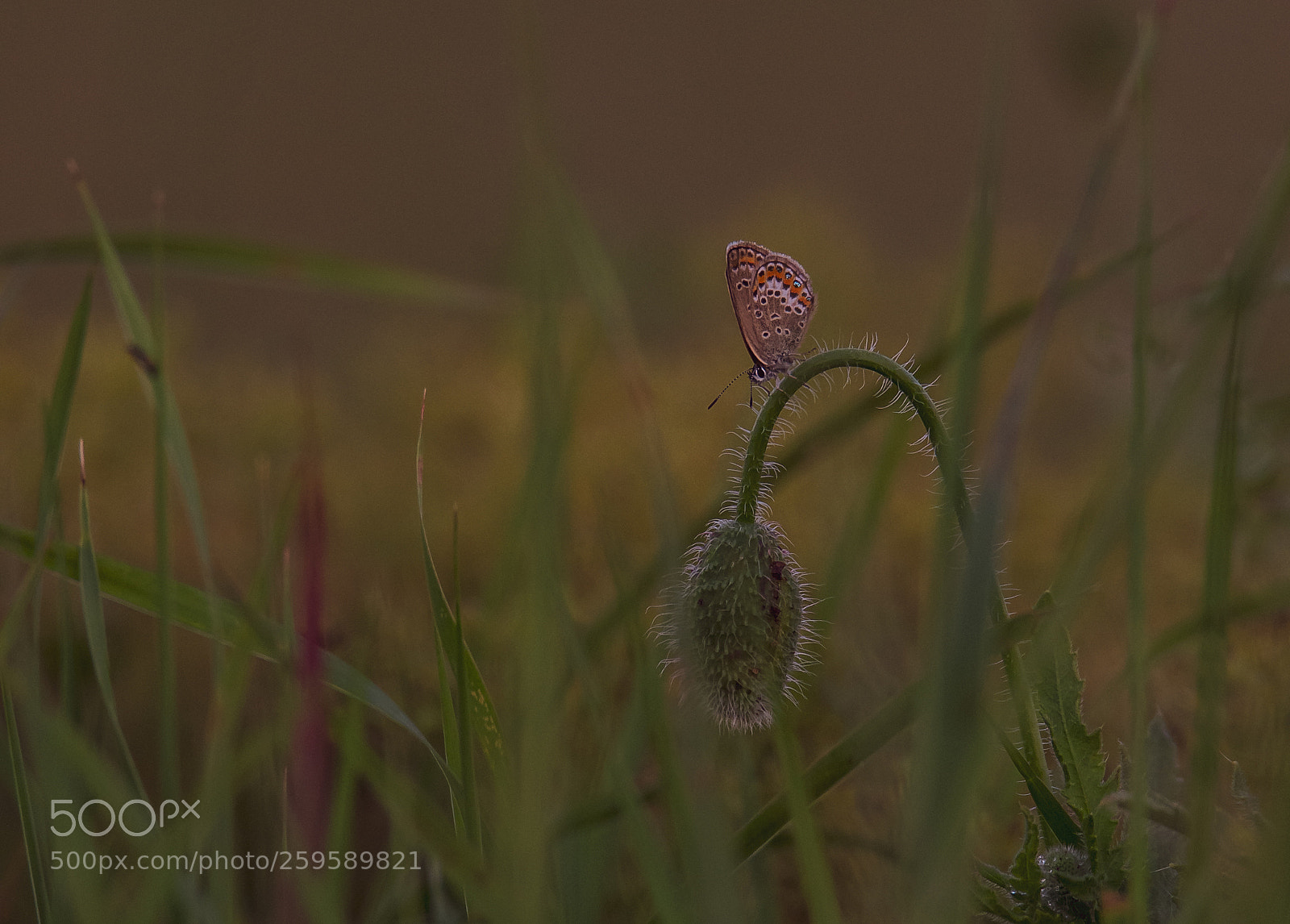 Nikon D610 sample photo. Butterfly. photography