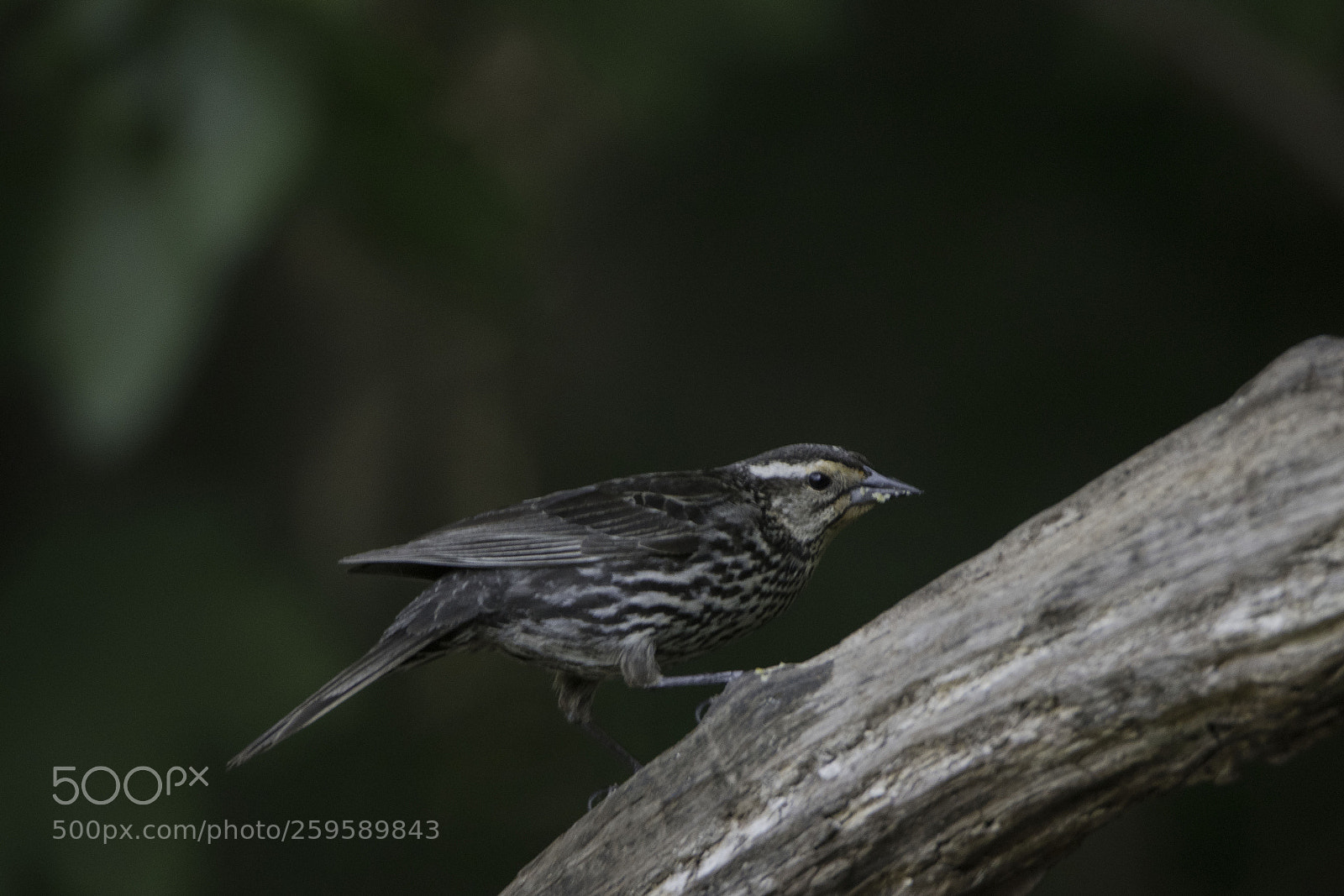 Canon EOS 80D sample photo. Red winged blackbird female photography
