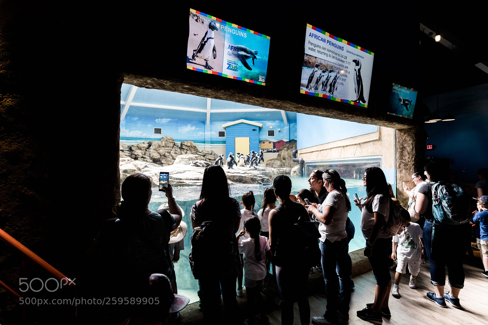 Sony a9 sample photo. Penguins at the zoo photography