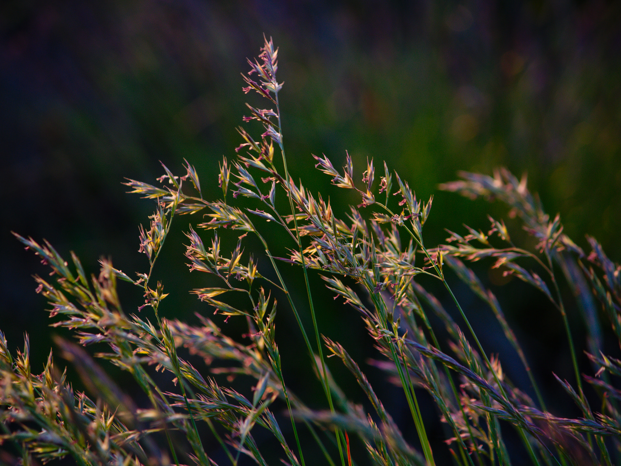 Canon EF-S 55-250mm F4-5.6 IS II sample photo. Grass...iii photography