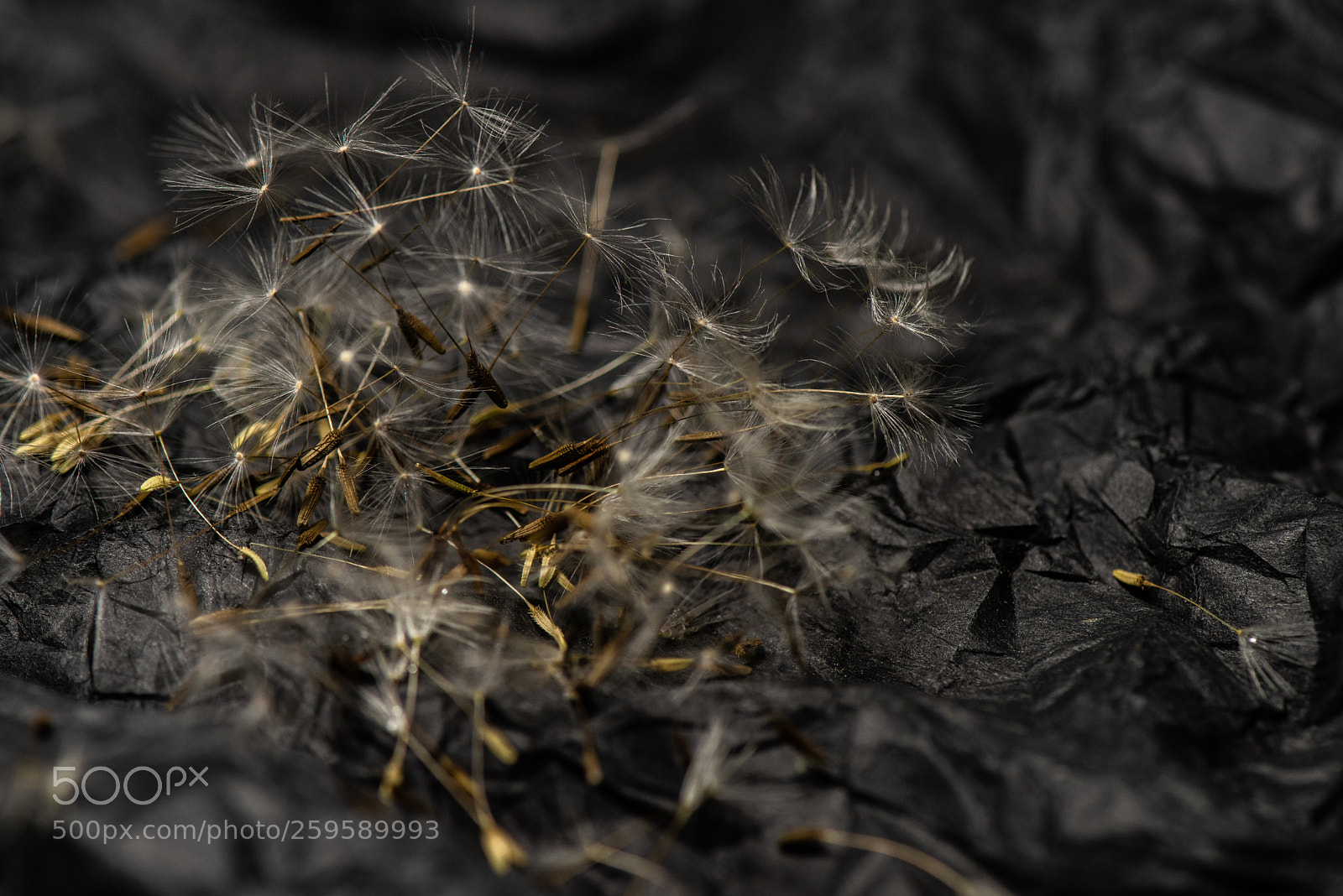 Nikon D810 sample photo. ©ndc_-6241.jpg photography