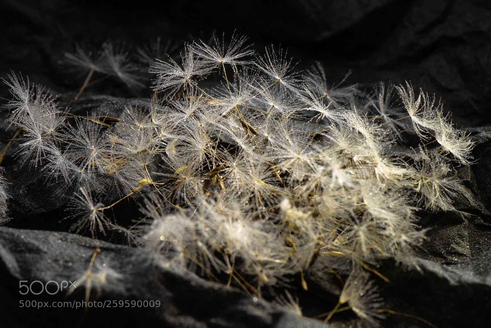 Nikon D810 sample photo. ©ndc_-6265.jpg photography