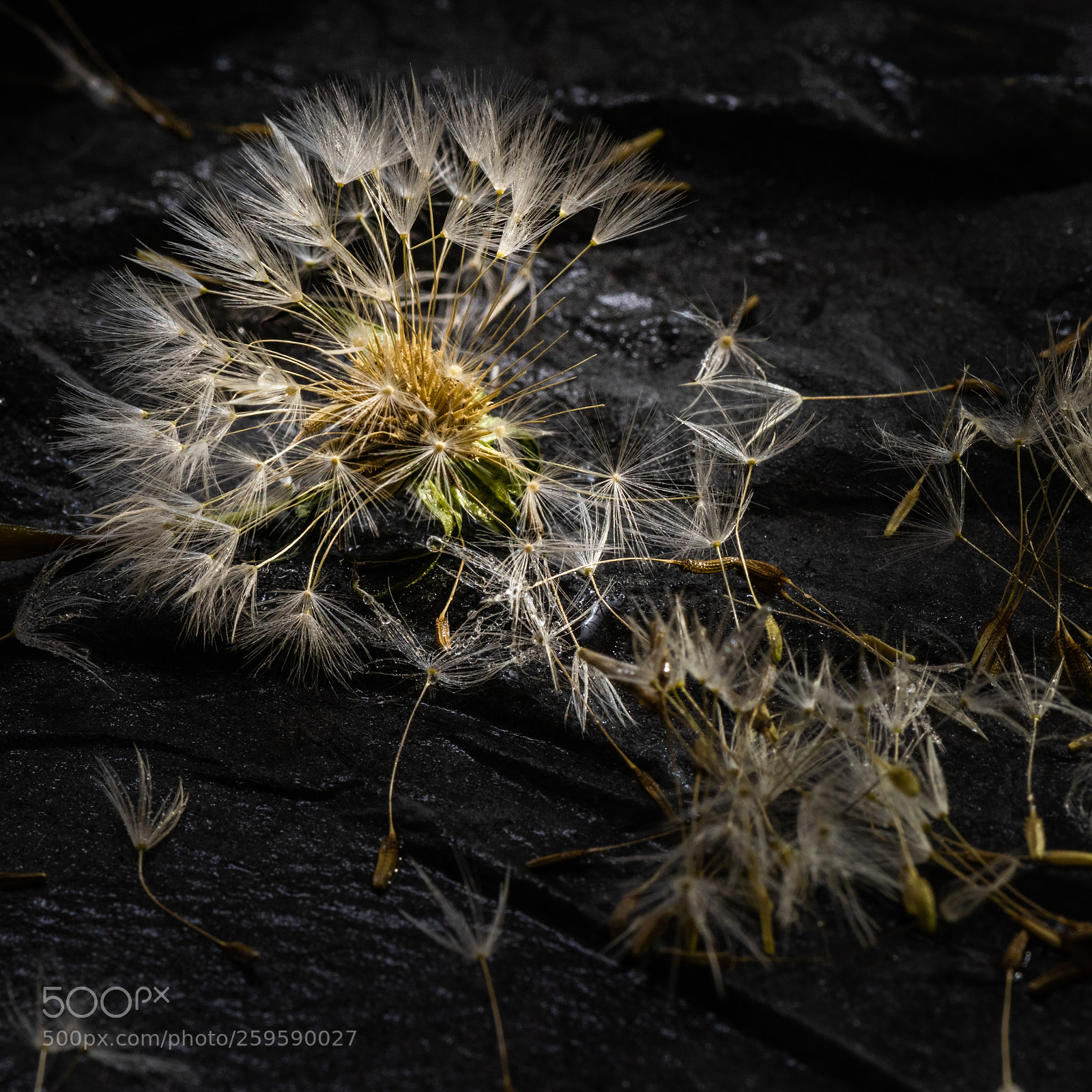 Nikon D810 sample photo. ©ndc_-6272.jpg photography