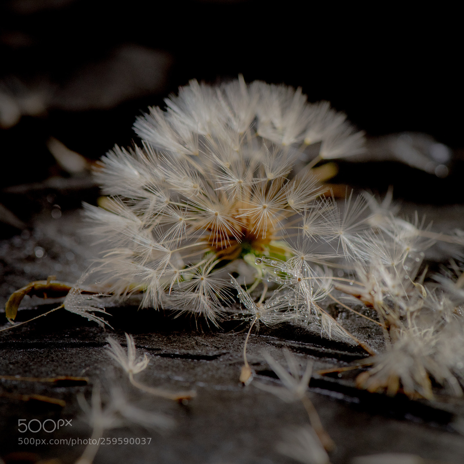 Nikon D810 sample photo. ©ndc_-6296.jpg photography
