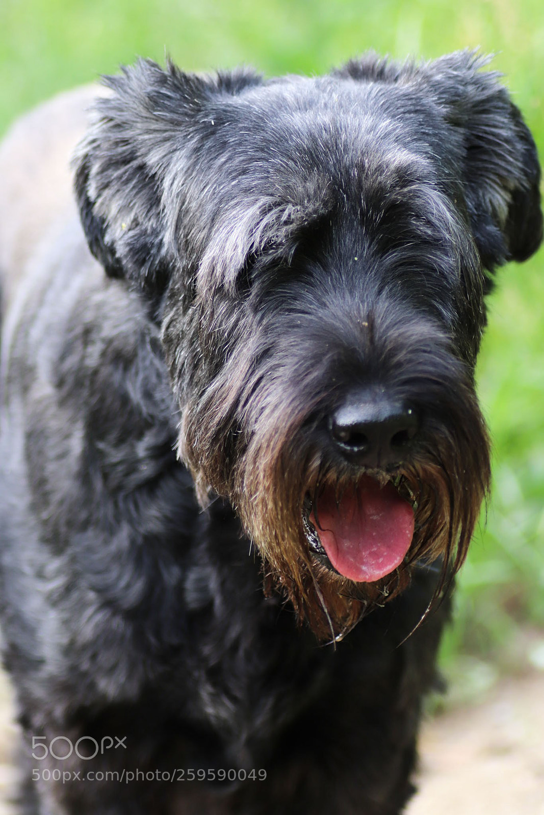Canon EOS 77D (EOS 9000D / EOS 770D) sample photo. Riesen schnauzer photography