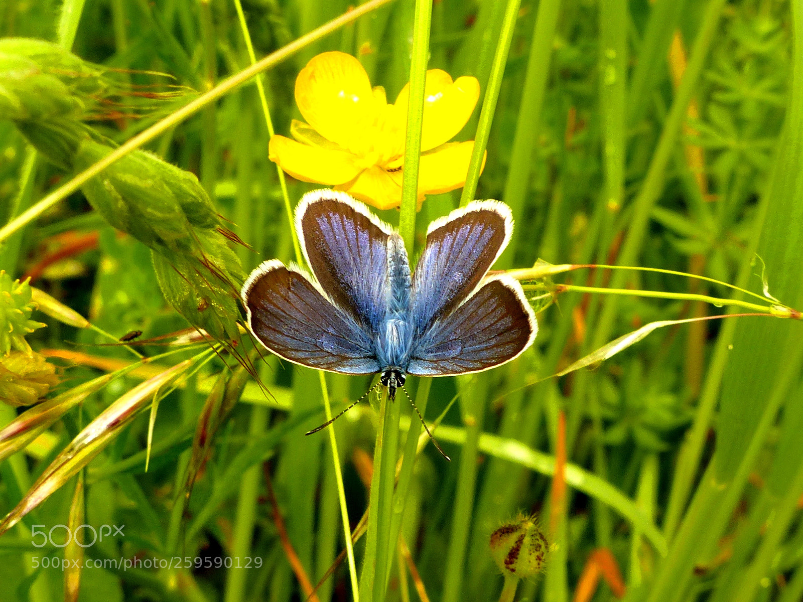 Panasonic Lumix DMC-FZ200 sample photo. Plebejus argus photography