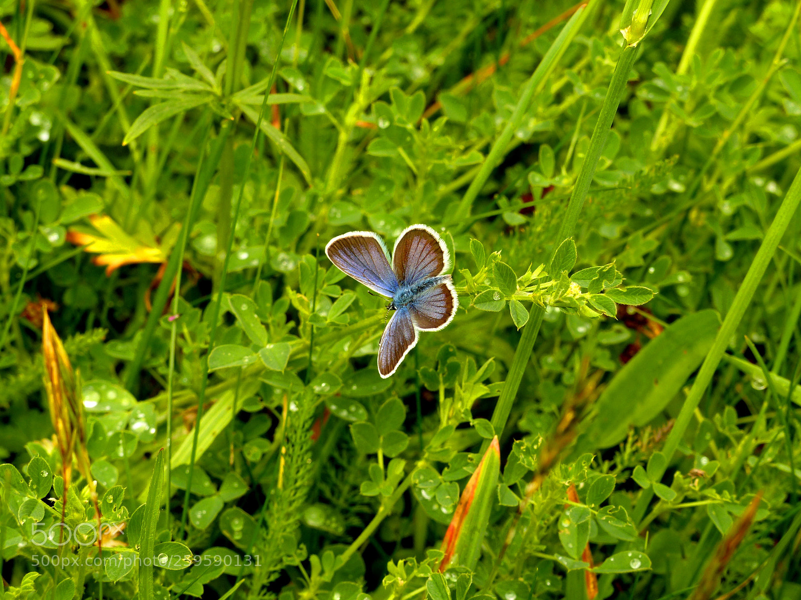 Panasonic Lumix DMC-FZ200 sample photo. Plebejus argus photography