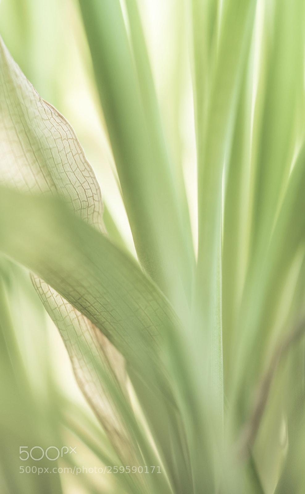 Sony a7R II sample photo. Transitoriness photography