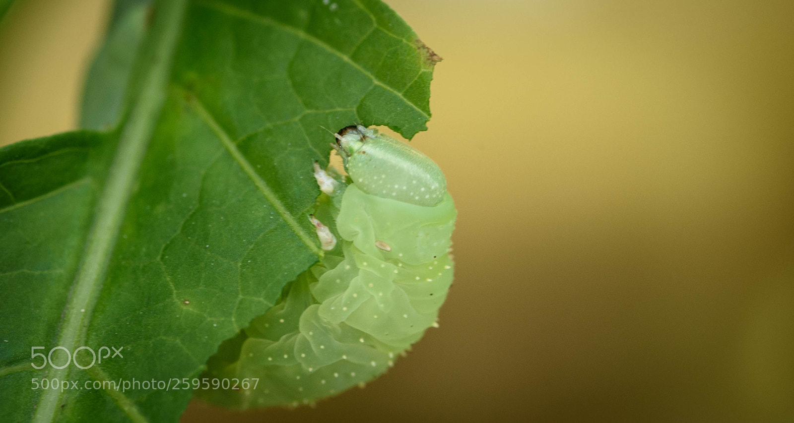 Nikon D750 sample photo. Eating bug photography