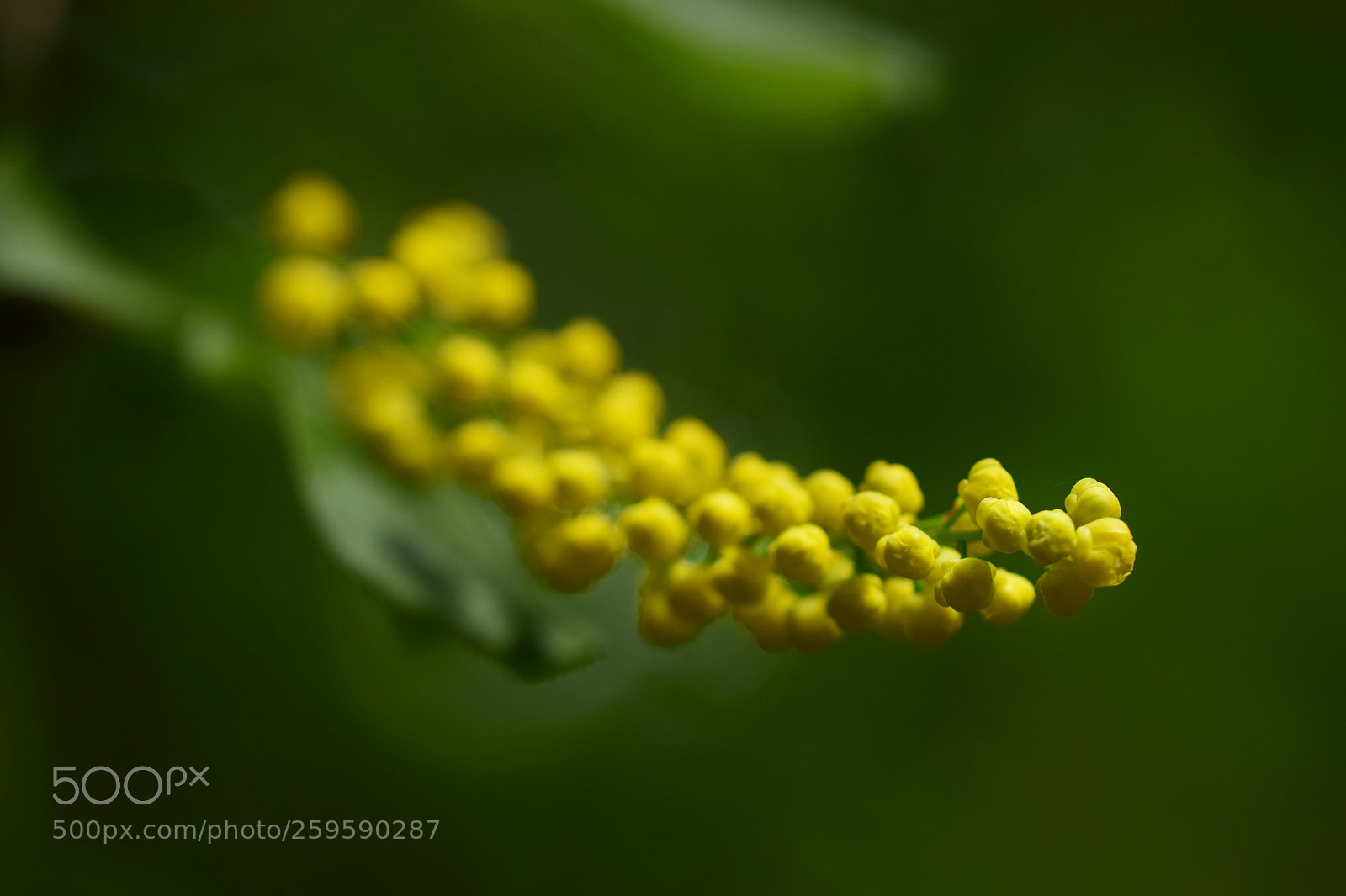 Nikon D5300 sample photo. Yellow dots photography
