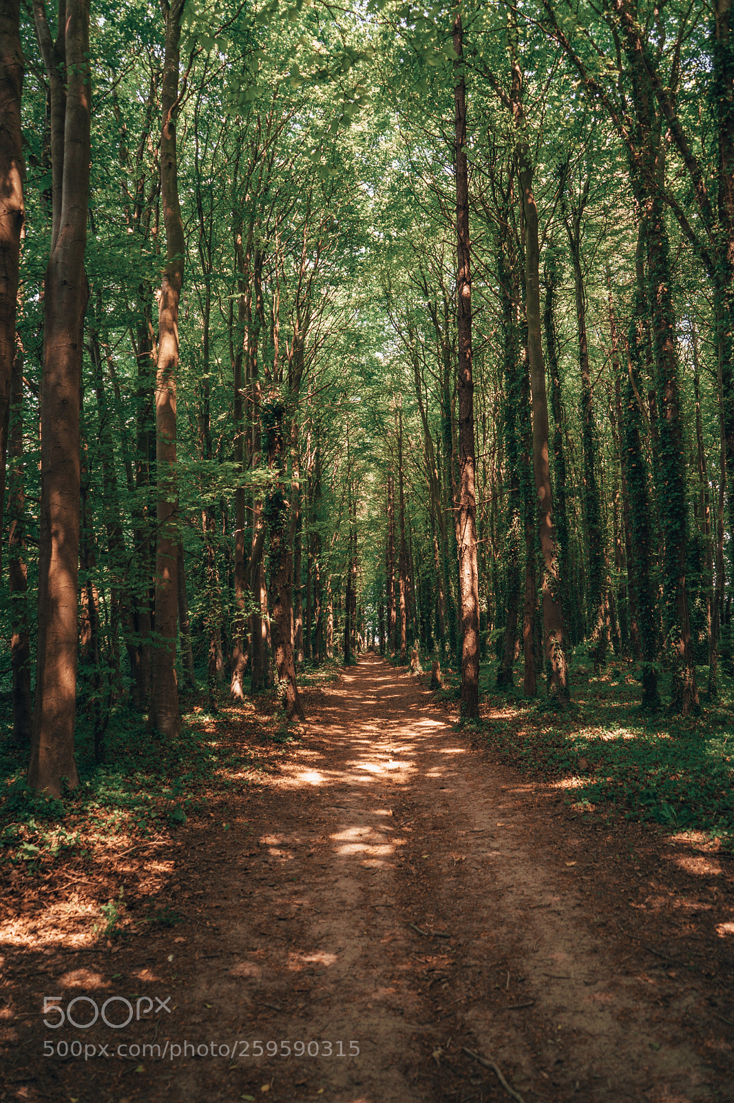 Sony a7 III sample photo. Down the dirt path photography