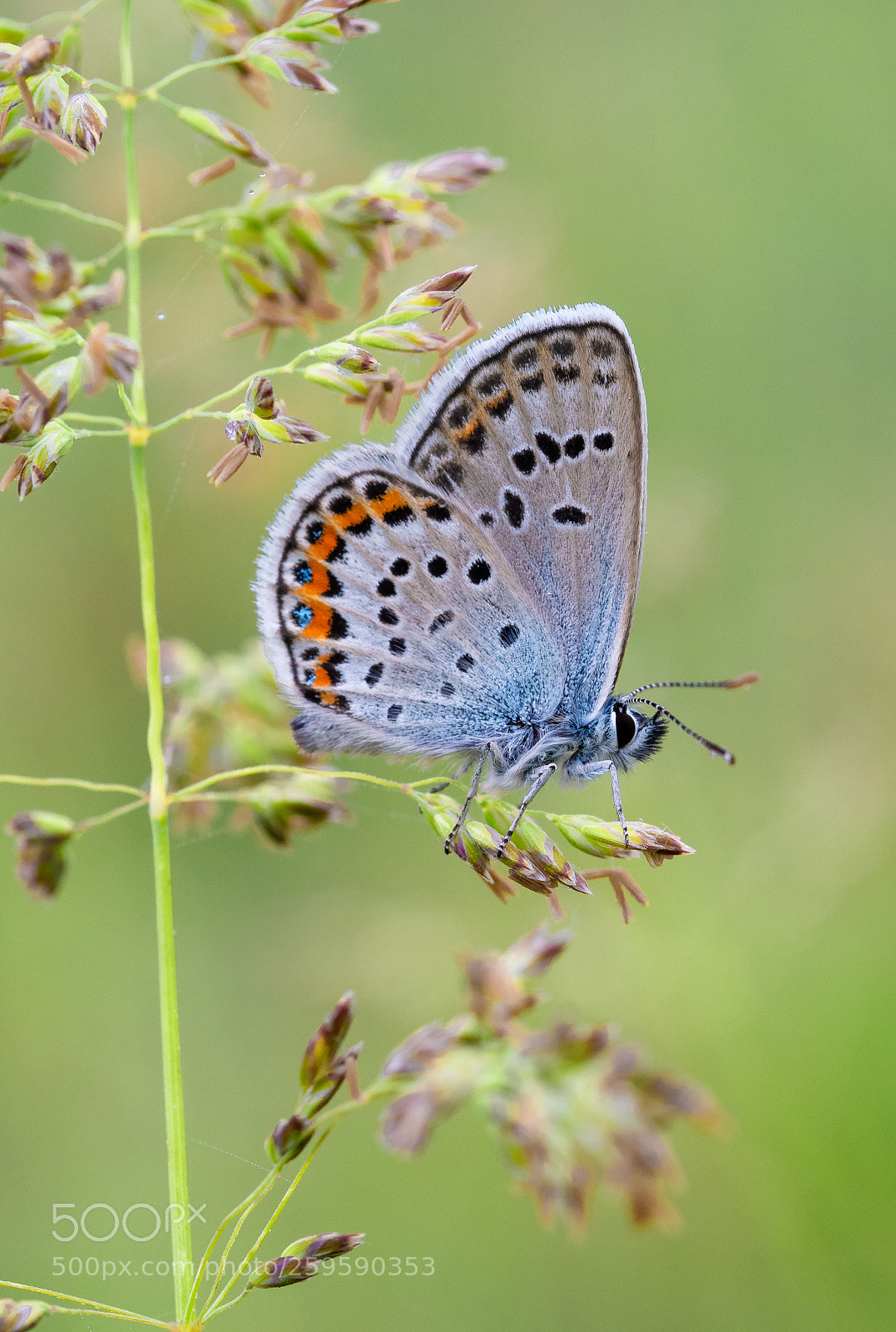 Olympus OM-D E-M10 II sample photo. Blue pearl photography