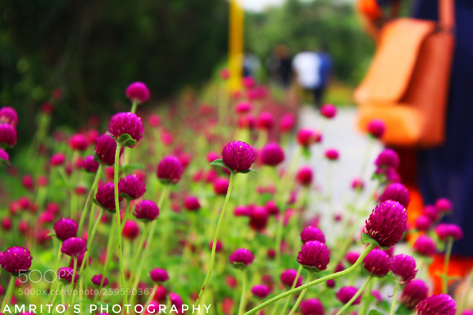 Canon EOS 1200D (EOS Rebel T5 / EOS Kiss X70 / EOS Hi) sample photo. Flowers photography