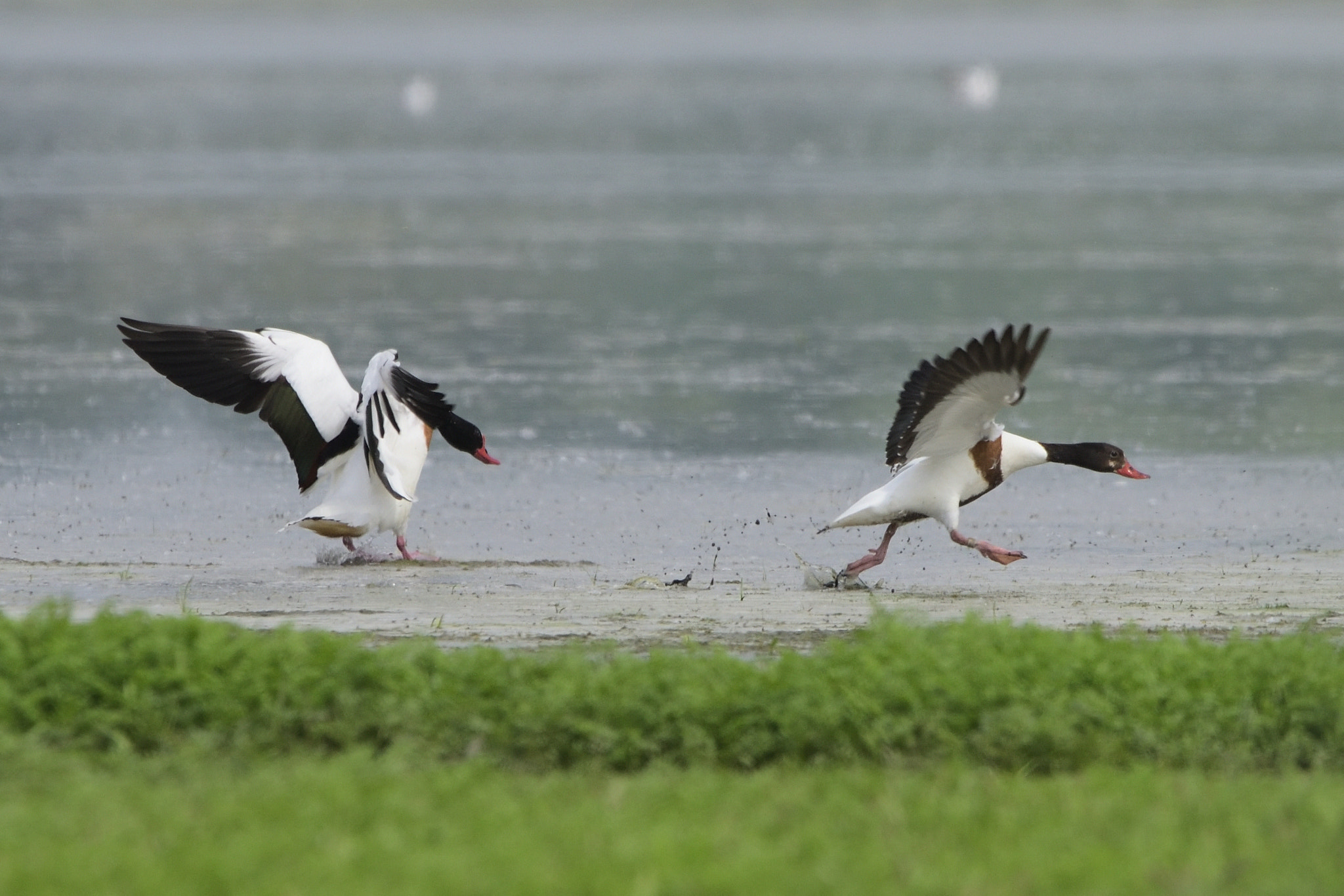 Sigma 150-600mm F5-6.3 DG OS HSM | C sample photo. Common shelduck (tadorna tadorna) photography