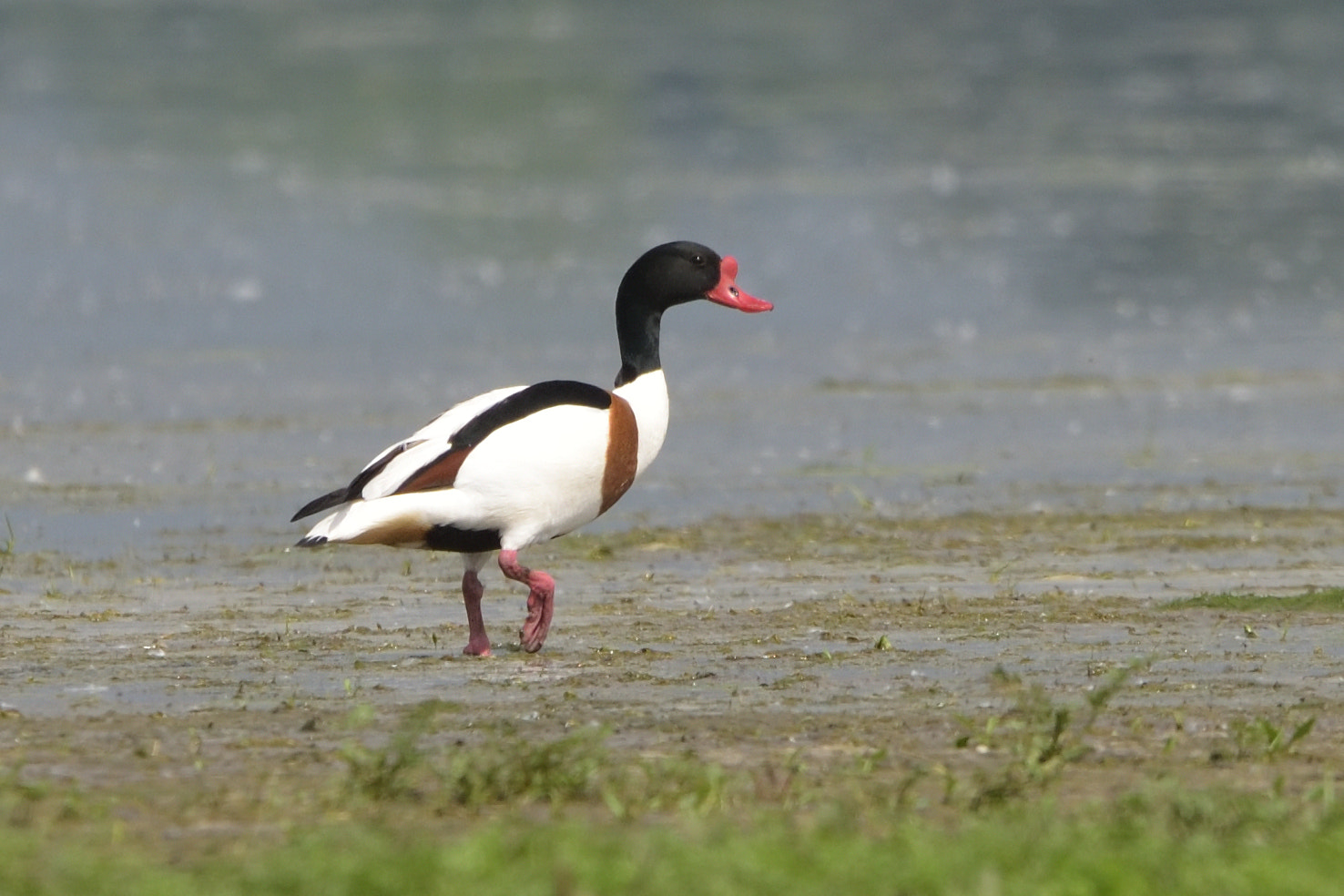 Nikon D750 + Sigma 150-600mm F5-6.3 DG OS HSM | C sample photo. Common shelduck (tadorna tadorna) photography