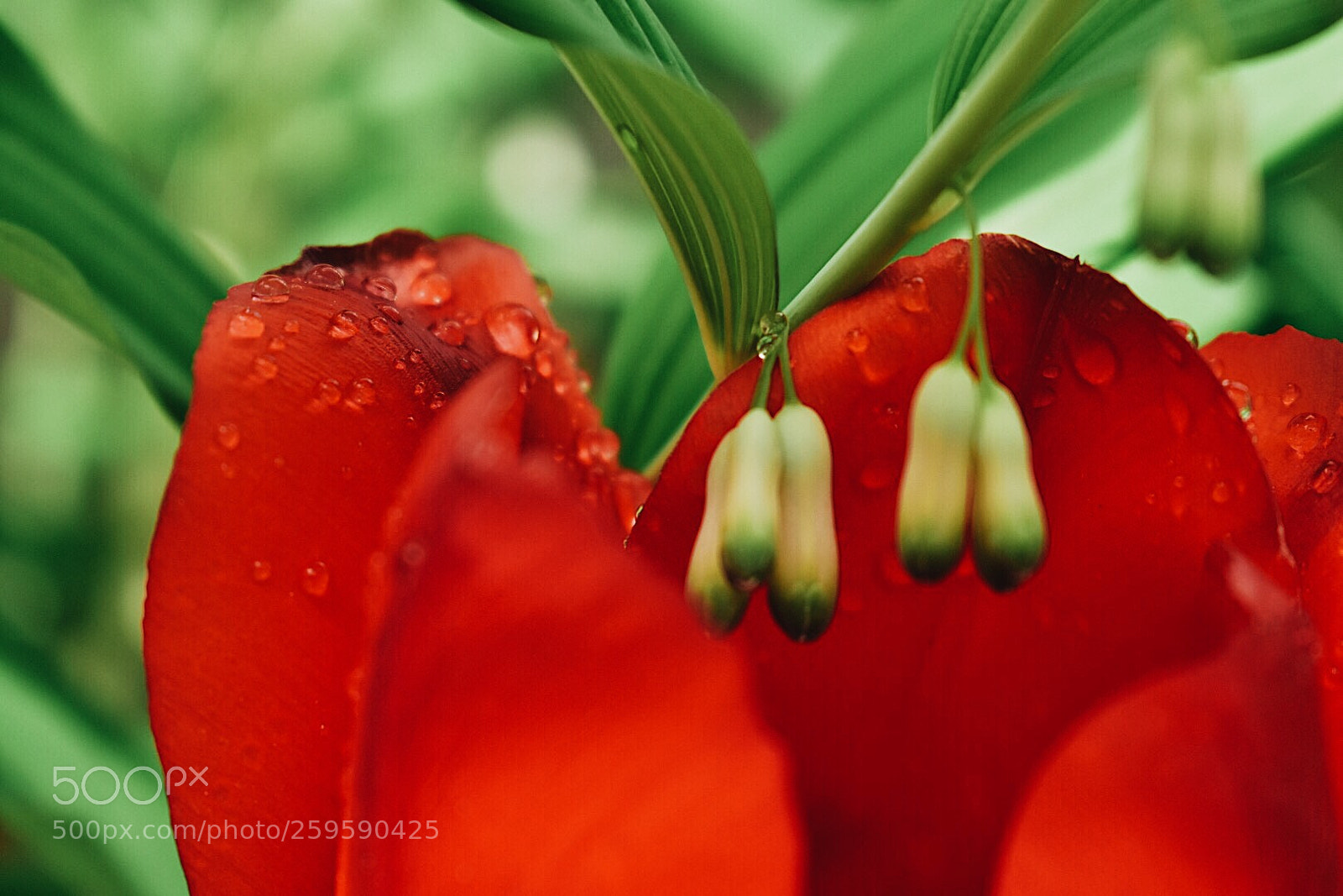 Nikon D3400 sample photo. Tulip photography