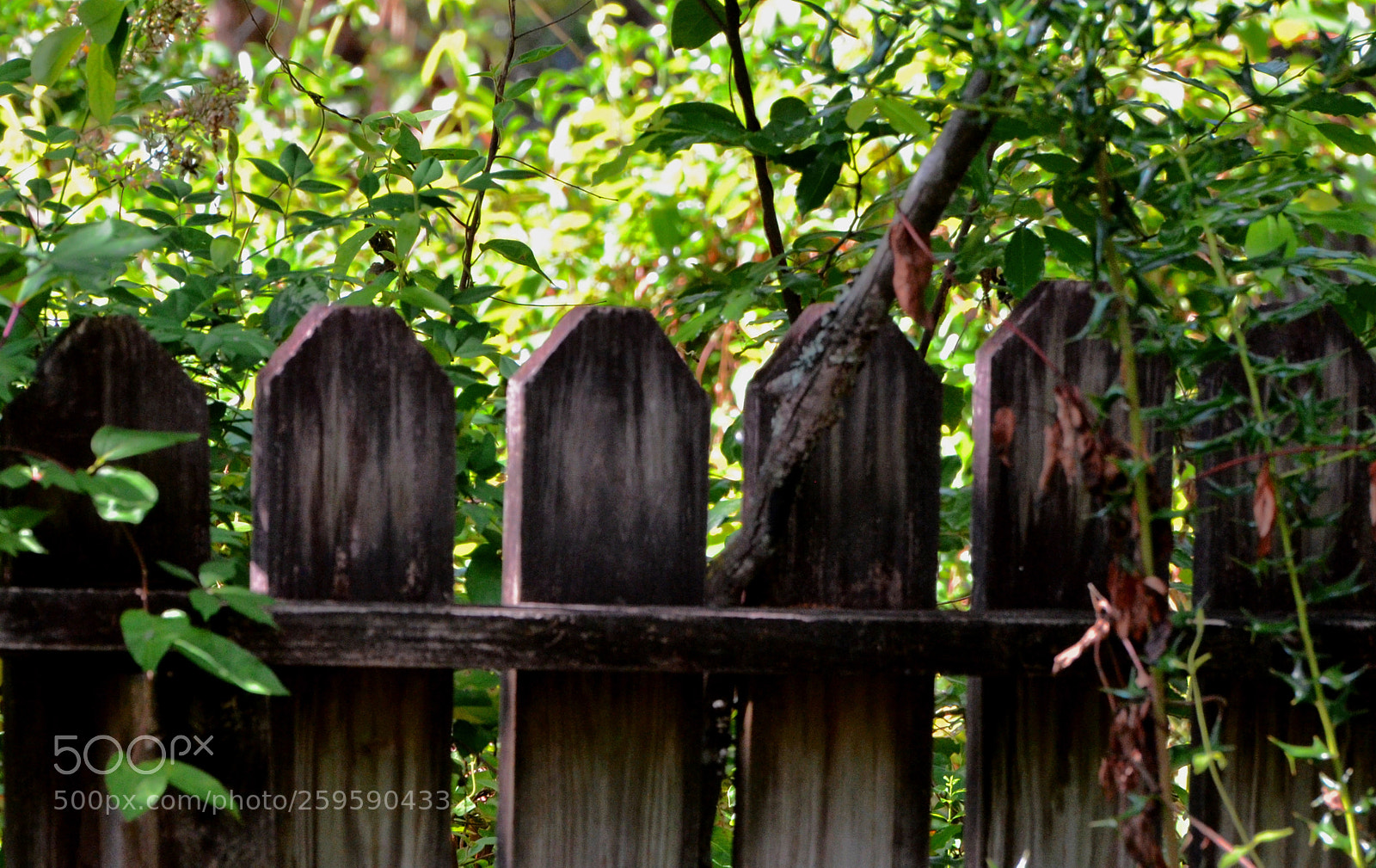 Nikon D7000 sample photo. Weathered fence photography