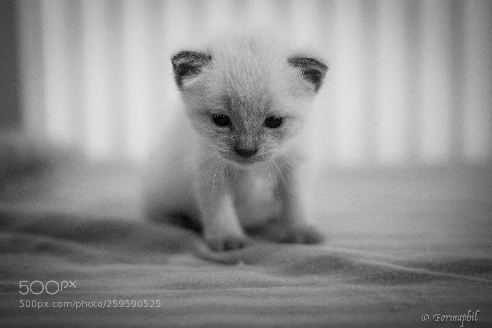 Canon EOS 750D (EOS Rebel T6i / EOS Kiss X8i) sample photo. Baby cats photography