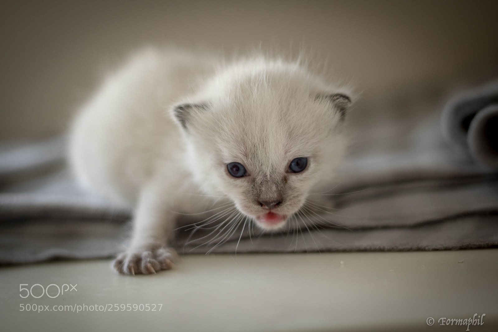 Canon EOS 750D (EOS Rebel T6i / EOS Kiss X8i) sample photo. Baby cats photography