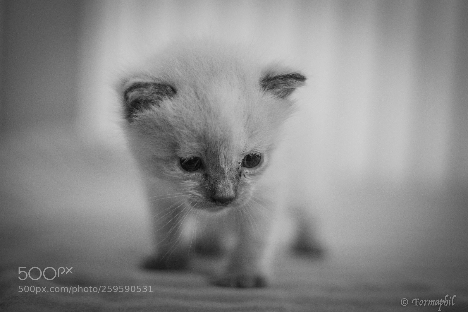 Canon EOS 750D (EOS Rebel T6i / EOS Kiss X8i) sample photo. Baby cats photography