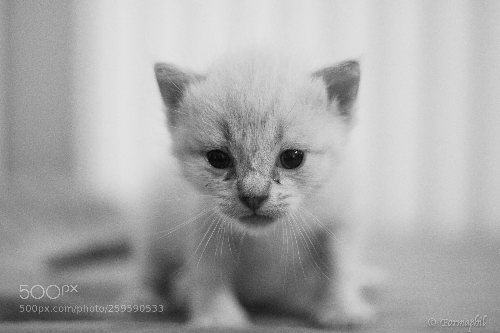 Canon EOS 750D (EOS Rebel T6i / EOS Kiss X8i) sample photo. Baby cats photography