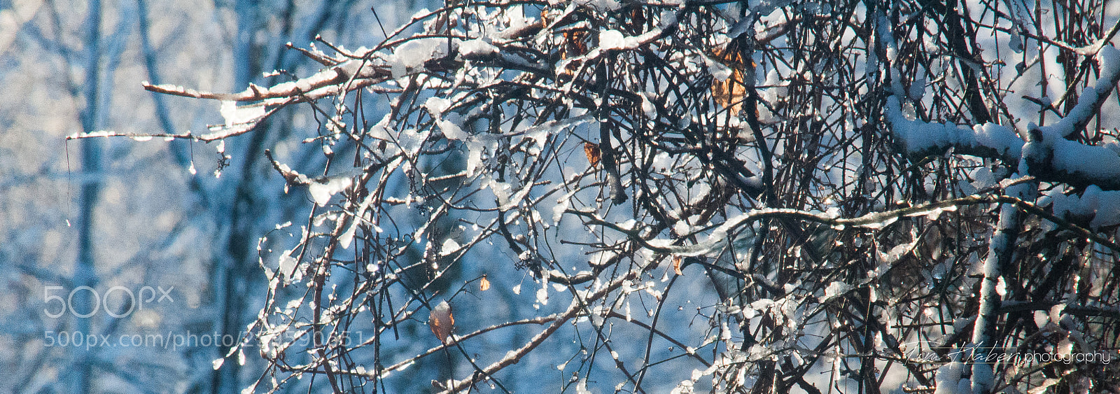 Nikon D90 sample photo. Sunny winter pattern (1) photography