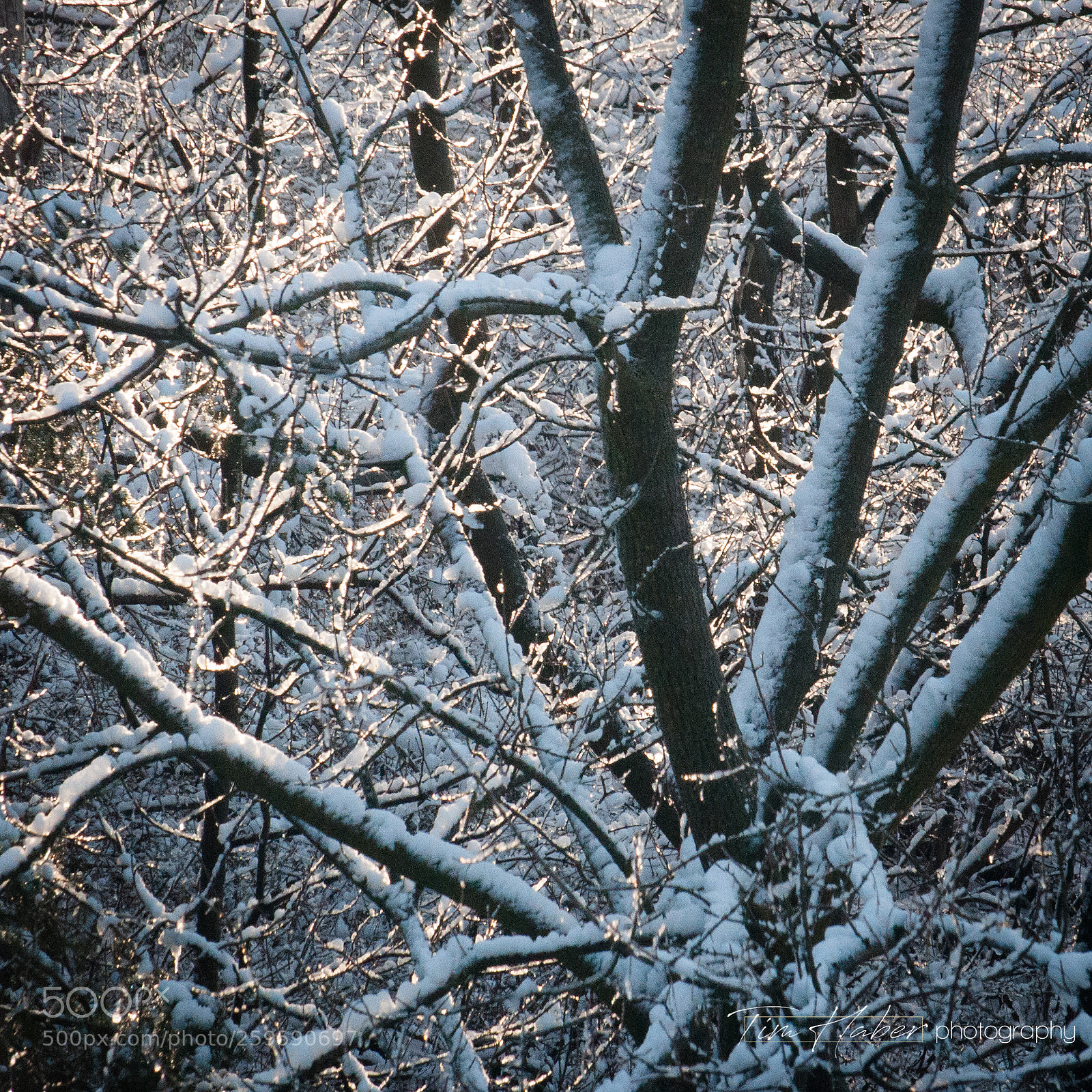Nikon D90 sample photo. Sunny winter pattern (2) photography