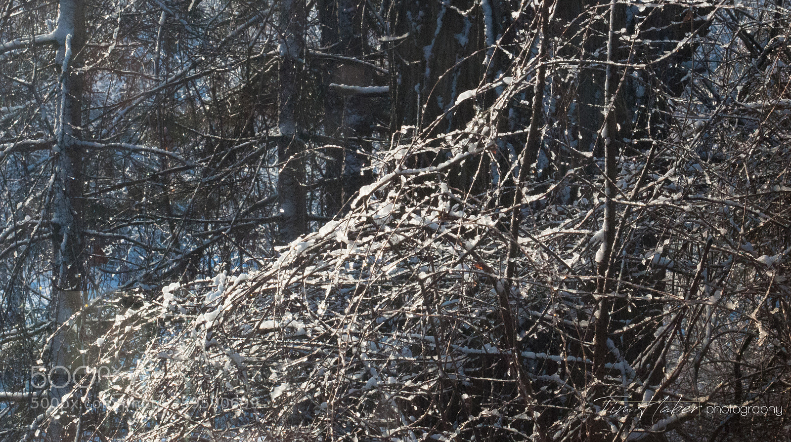 Nikon D90 sample photo. Sunny winter pattern (3) photography