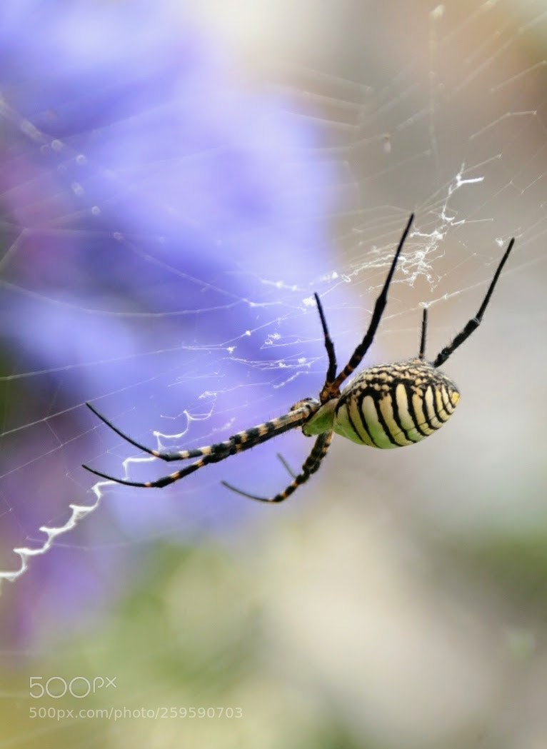 Canon EF-S 18-135mm F3.5-5.6 IS sample photo. Spider photography